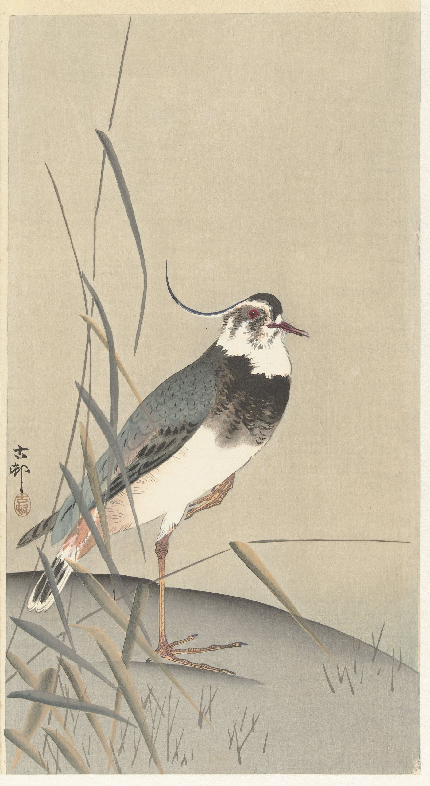 《田凫和芦苇》（Lapwing and reed）｜小原古邨 Ohara Koson｜1900-1930
