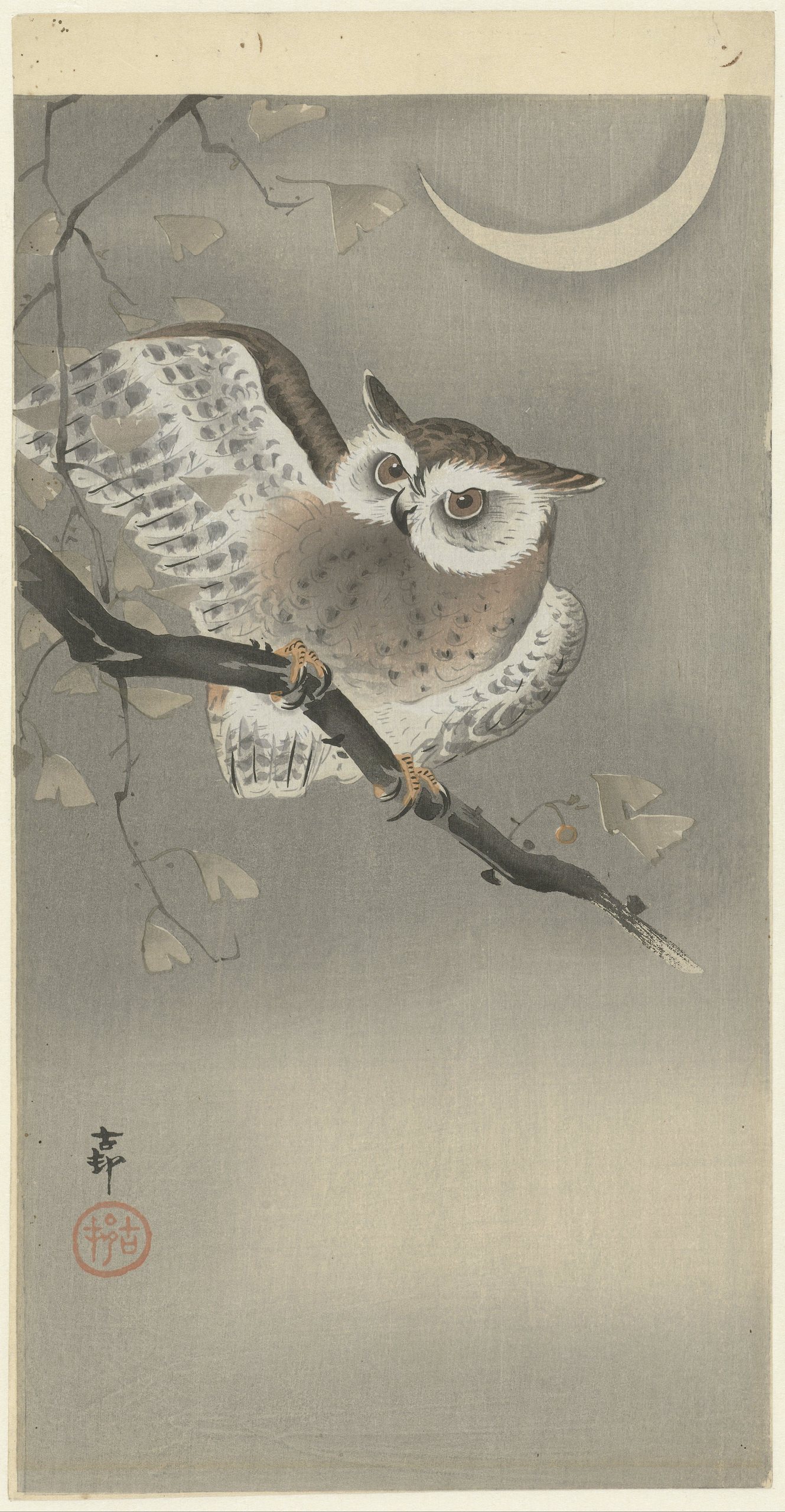 《银杏枝上的长耳鸮》（Long-Eared Owl in a Ginkgo Tree）｜小原古邨 Ohara Koson｜1900-1930