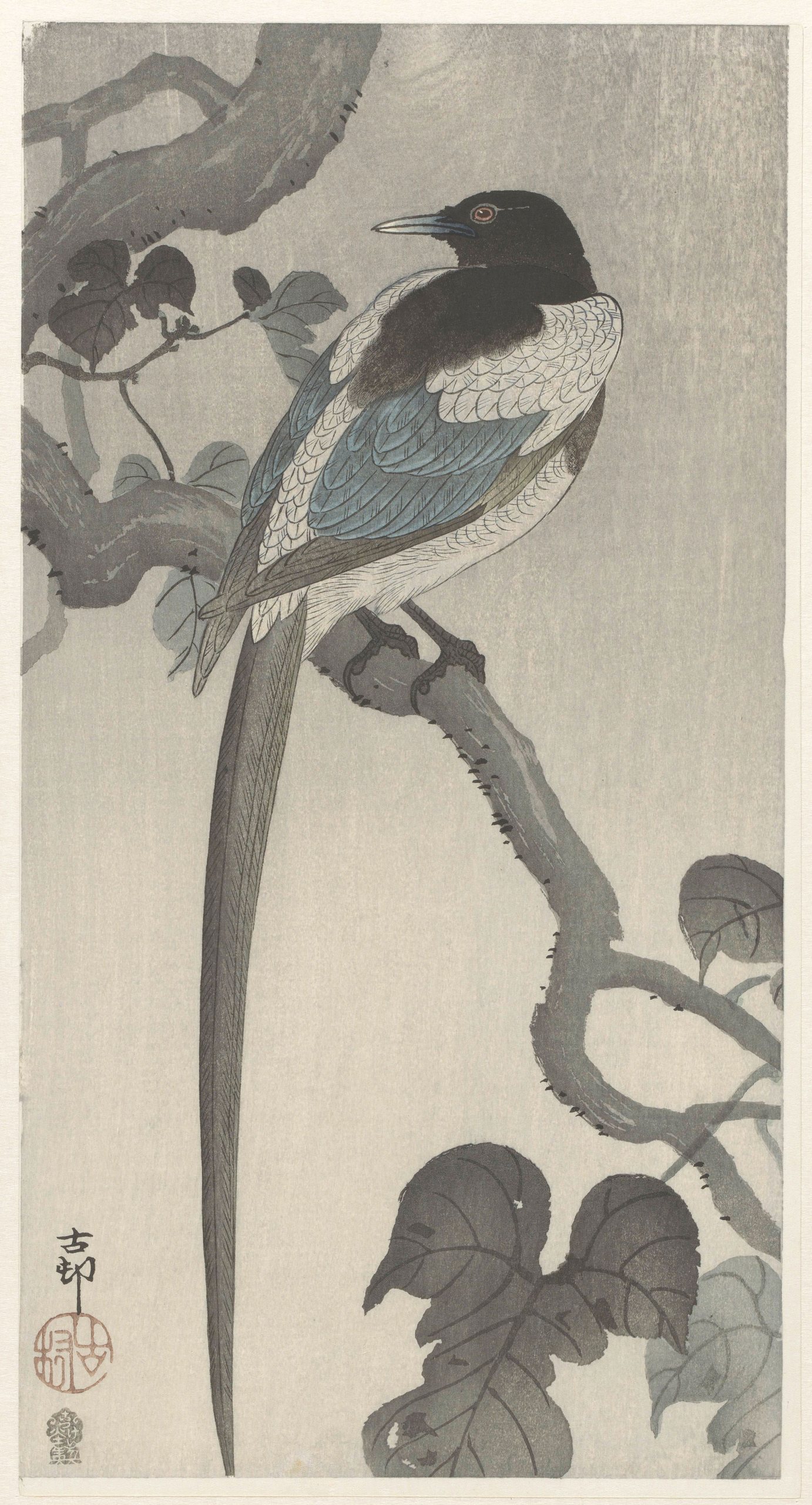 《树枝上的喜鹊》（Magpie on tree branch）｜小原古邨 Ohara Koson｜1900-1910