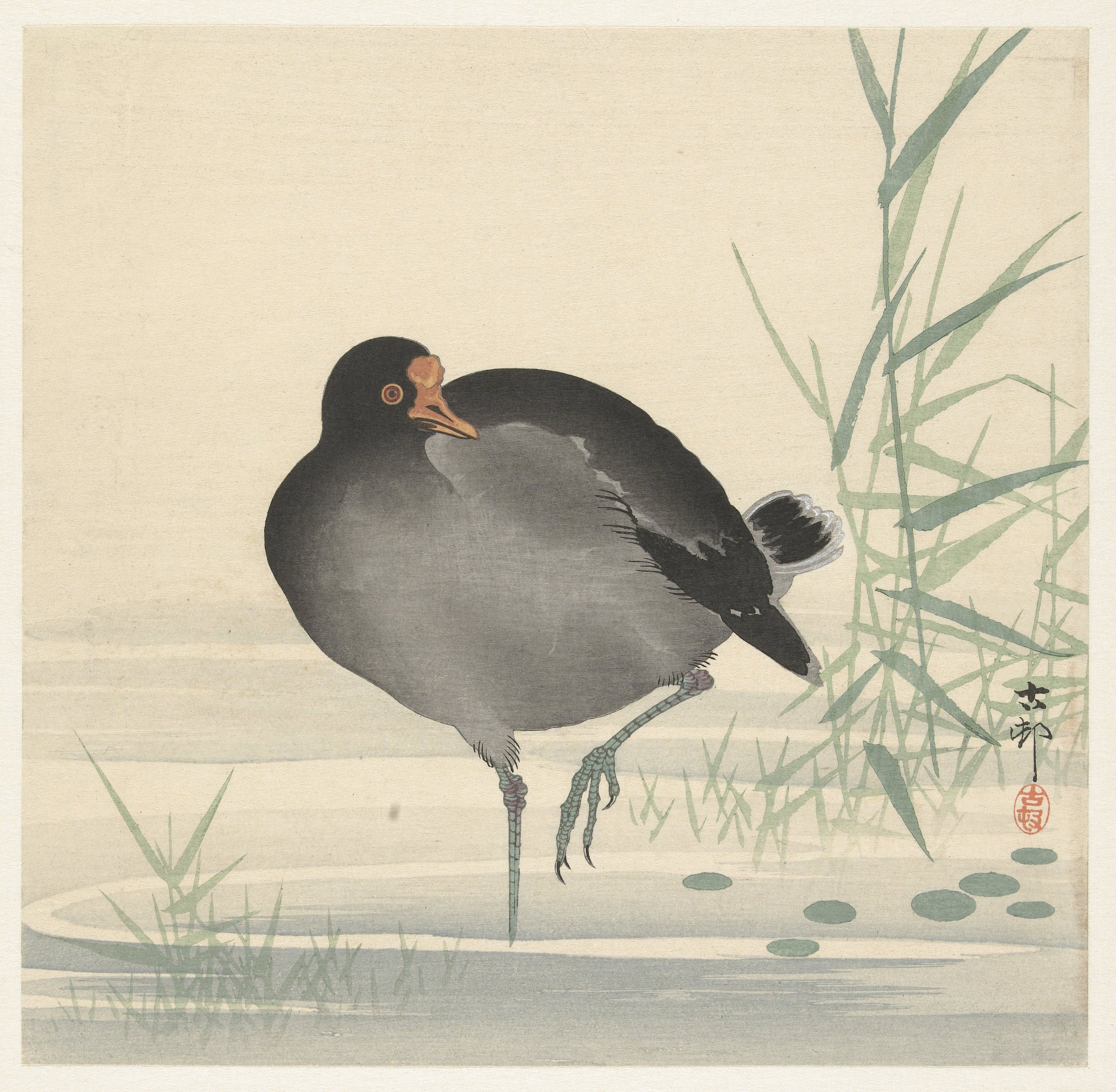 《穆尔亨》（Moorhen）｜小原古邨 Ohara Koson｜1900-1930