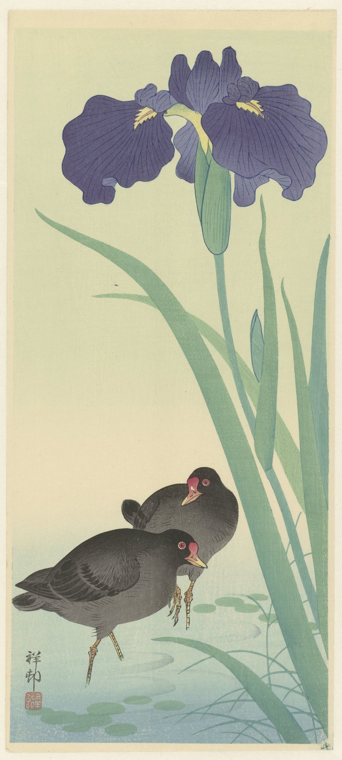 《黑水草和鸢尾花》（Moorhens and iris）｜小原古邨 Ohara Koson｜1925-1936