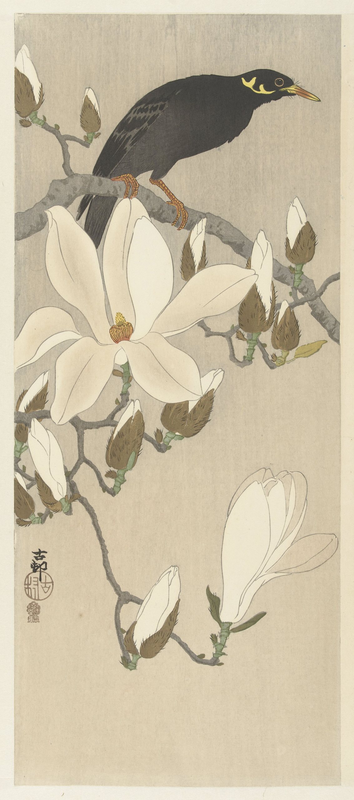 《玉兰枝上的八哥》（Myna on Magnolia Branch）｜小原古邨 Ohara Koson｜1900-1910