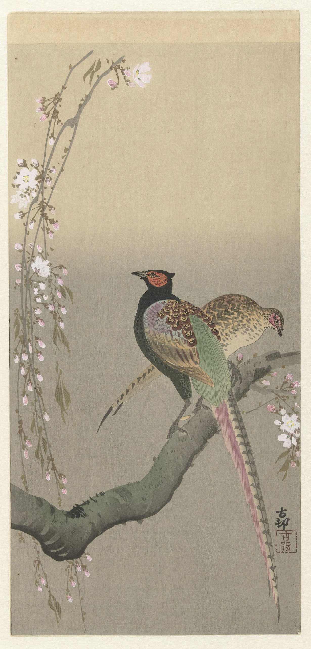 《一对雉鸡和樱花》（Pair of pheasants and cherry blossom）｜小原古邨 Ohara Koson｜1900-1930