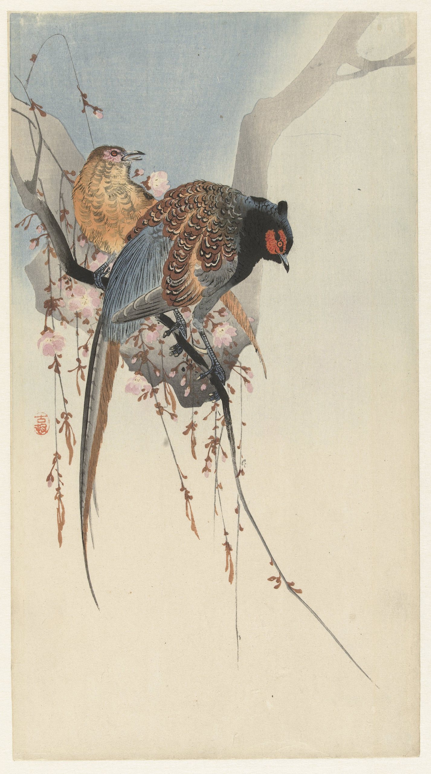 《雉鸡情侣与梅花》（Pheasant couple and plum blossom）｜小原古邨 Ohara Koson｜1900-1930