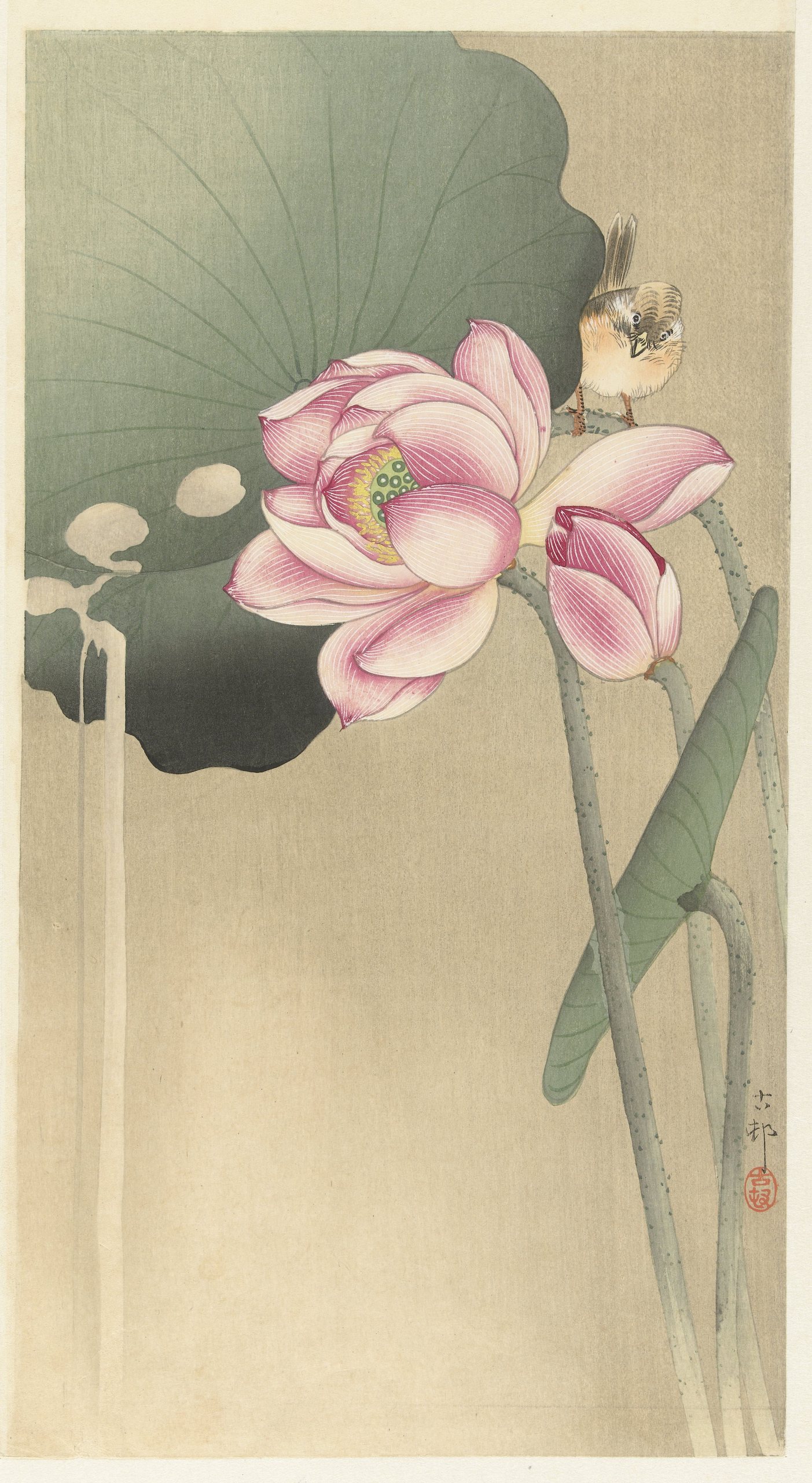 《鸣禽与莲花》（Songbird and Lotus）｜小原古邨 Ohara Koson｜1900-1936