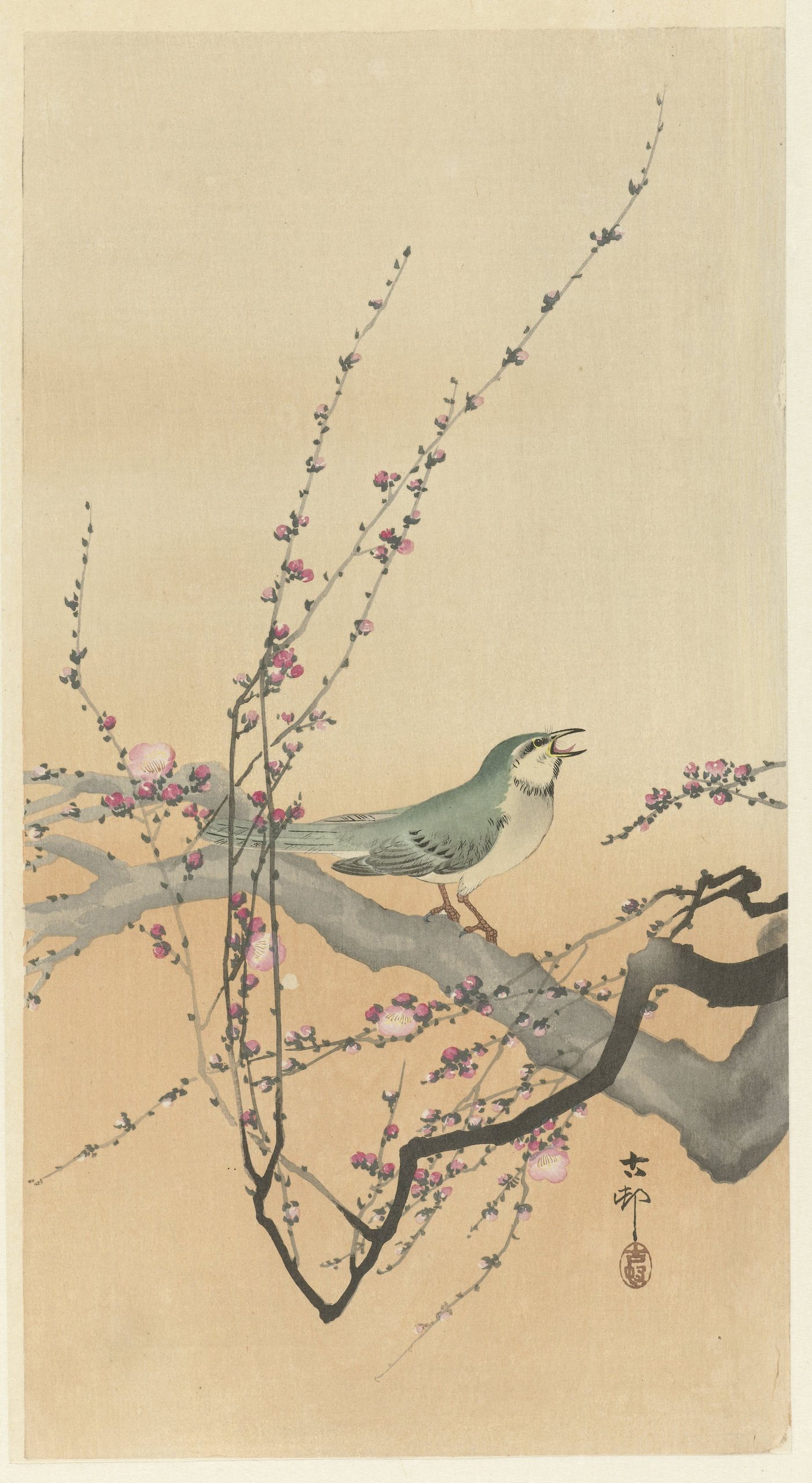《鸣禽与梅花》（Songbird and plum blossom）｜小原古邨 Ohara Koson｜1900-1936