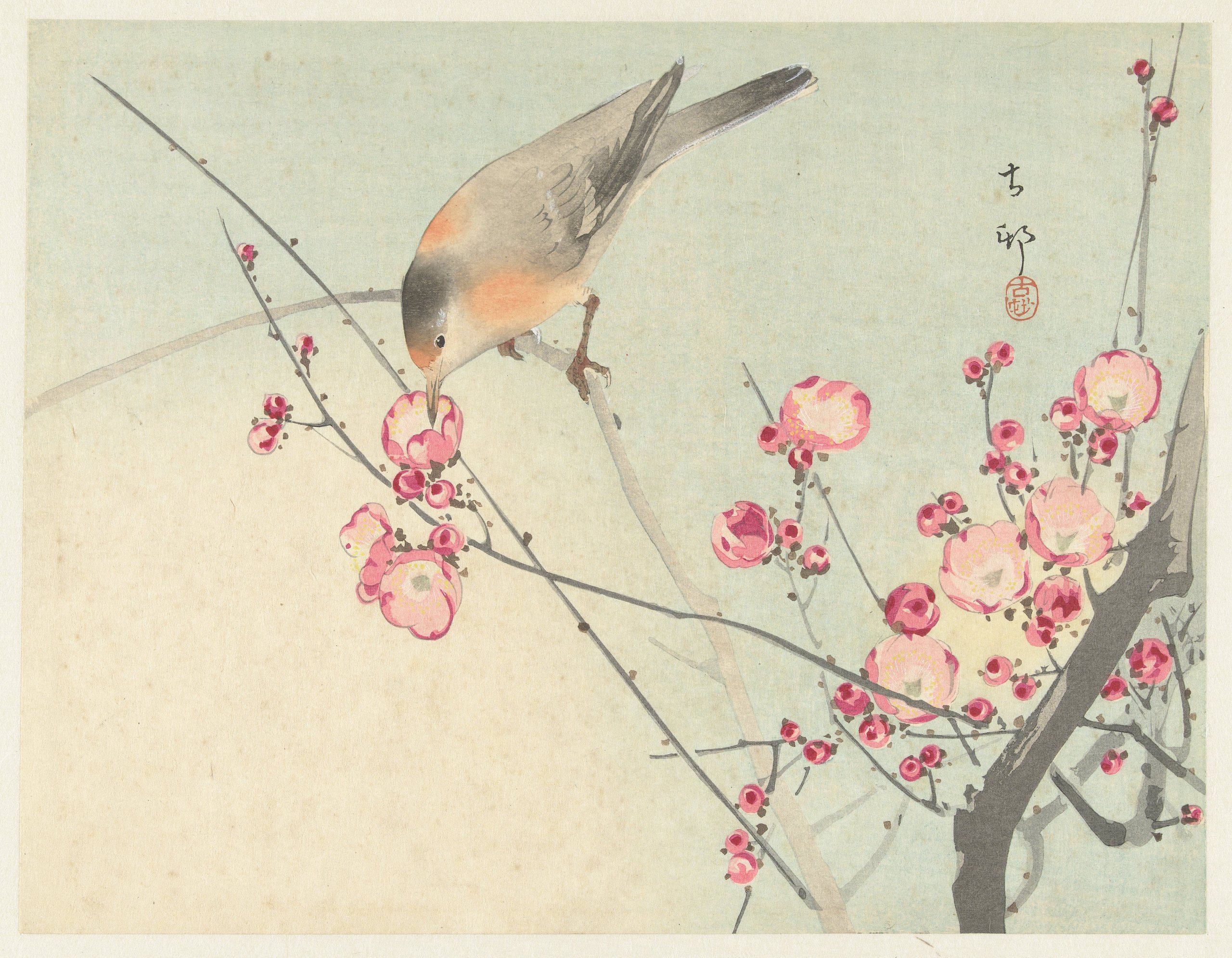 《花枝上的鸣鸟》（Songbird on blossom branch）｜小原古邨 Ohara Koson｜1900-1936