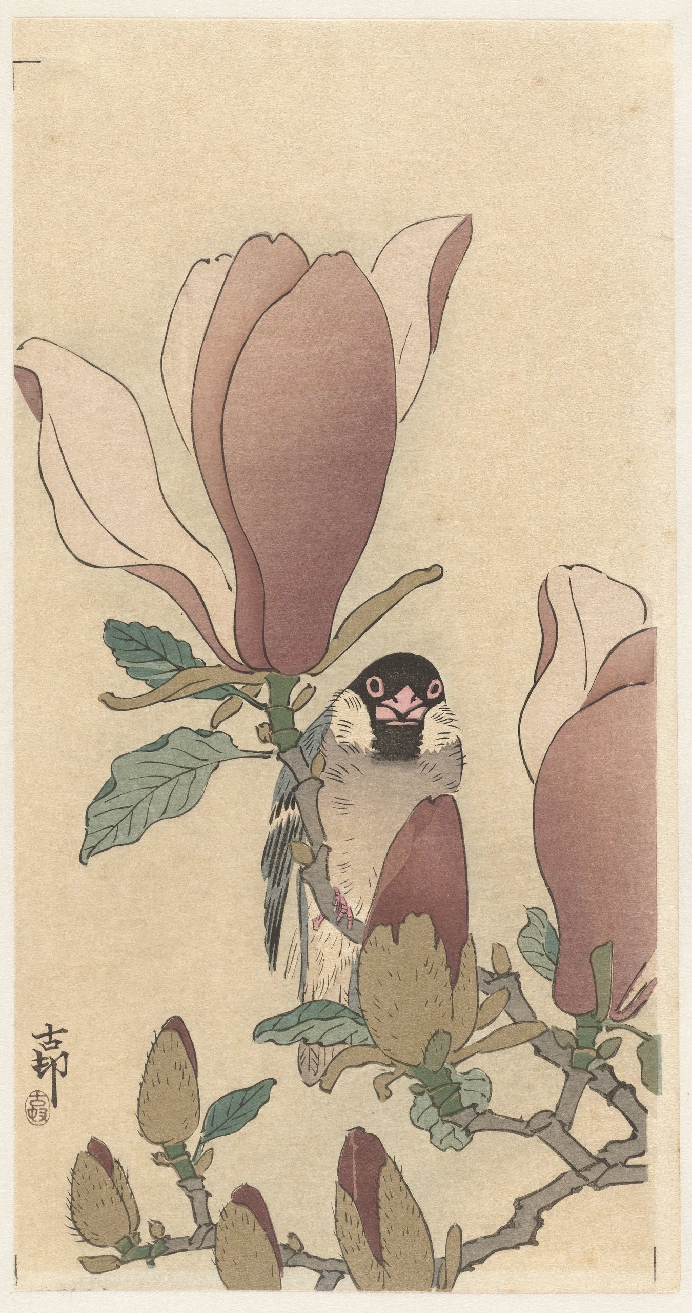 《盛开的玉兰枝上的麻雀》（Sparrow on blooming magnolia branch）｜小原古邨 Ohara Koson｜1900-1930
