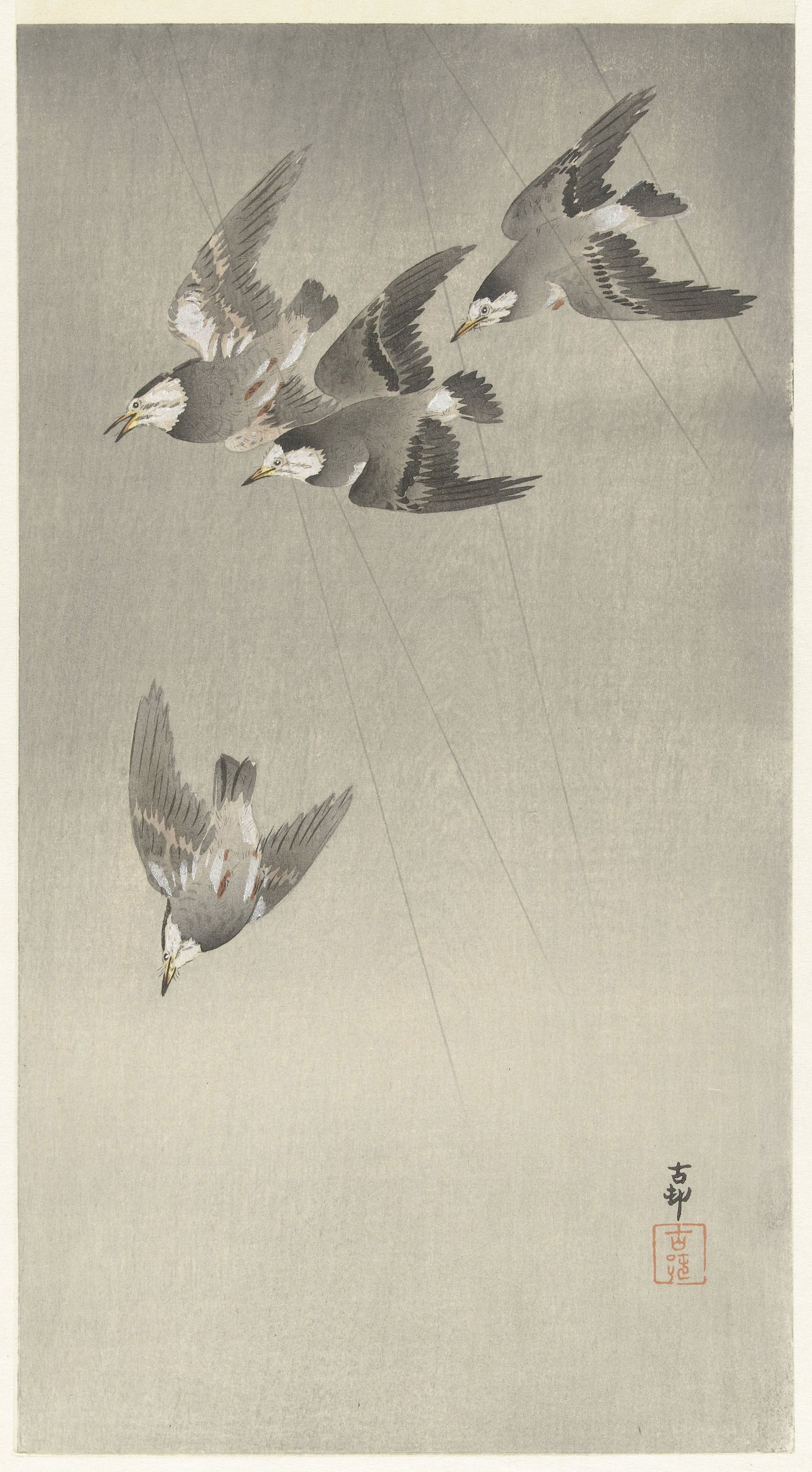 《雨中的八哥》（Starlings in the rain）｜小原古邨 Ohara Koson｜1900-1930