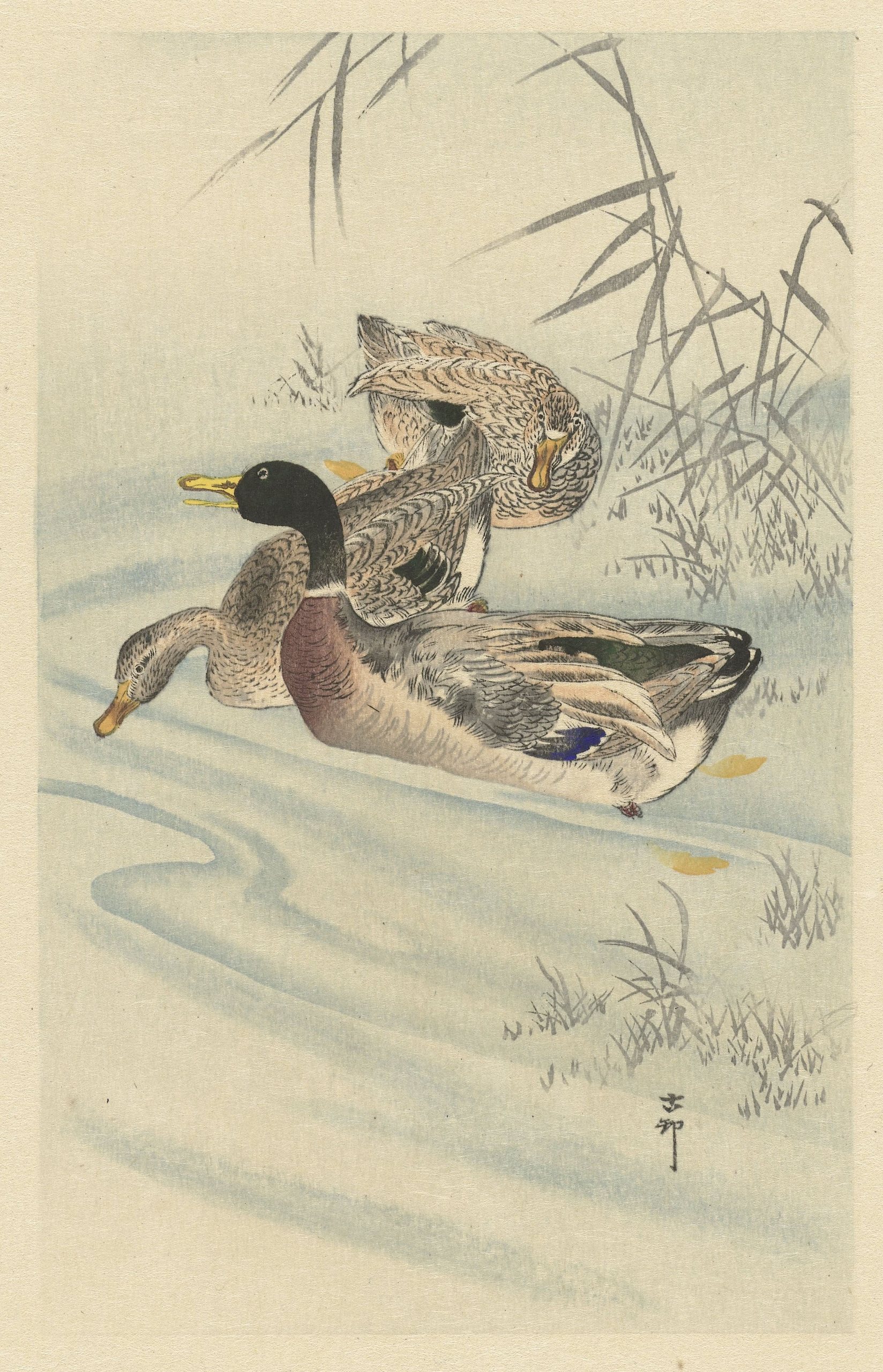 《三只鸭子在有芦苇的浅水中》（Three ducks in shallow water with reed）｜小原古邨 Ohara Koson｜1900-1930