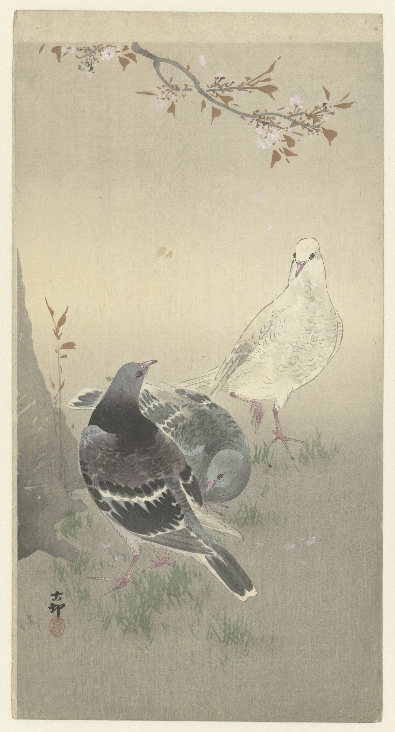 《三只驯服的鸽子》（Three tame pigeons）｜小原古邨 Ohara Koson｜1900-1930