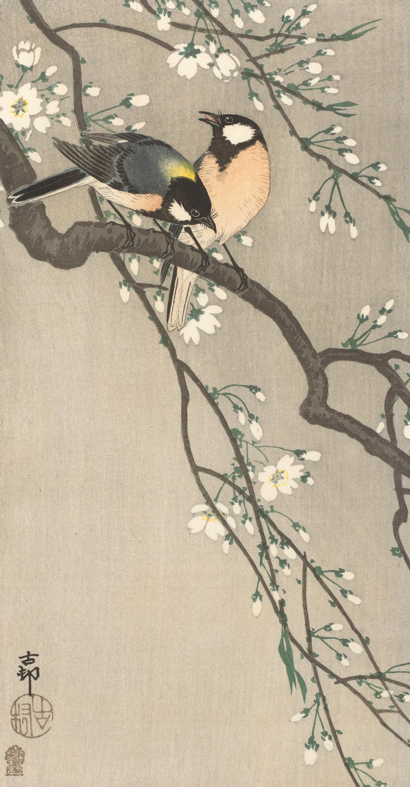 《樱桃枝上的山雀》（Tits on Cherry Branch）｜小原古邨 Ohara Koson｜1900-1910