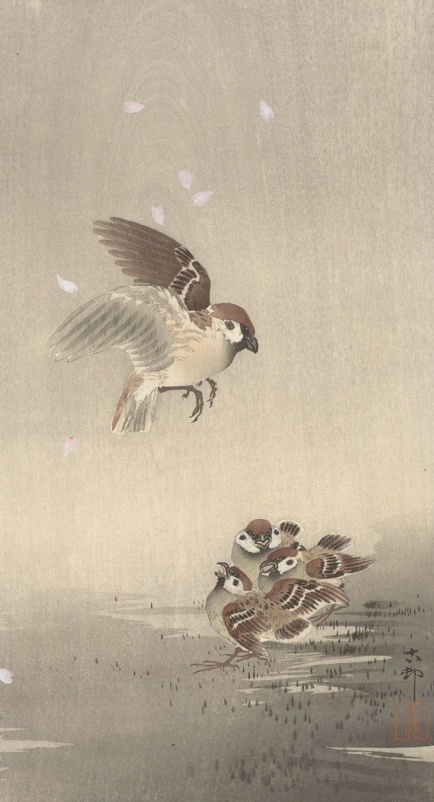 《树麻雀与年轻人》（Tree sparrow with young）｜小原古邨 Ohara Koson｜1900-1936