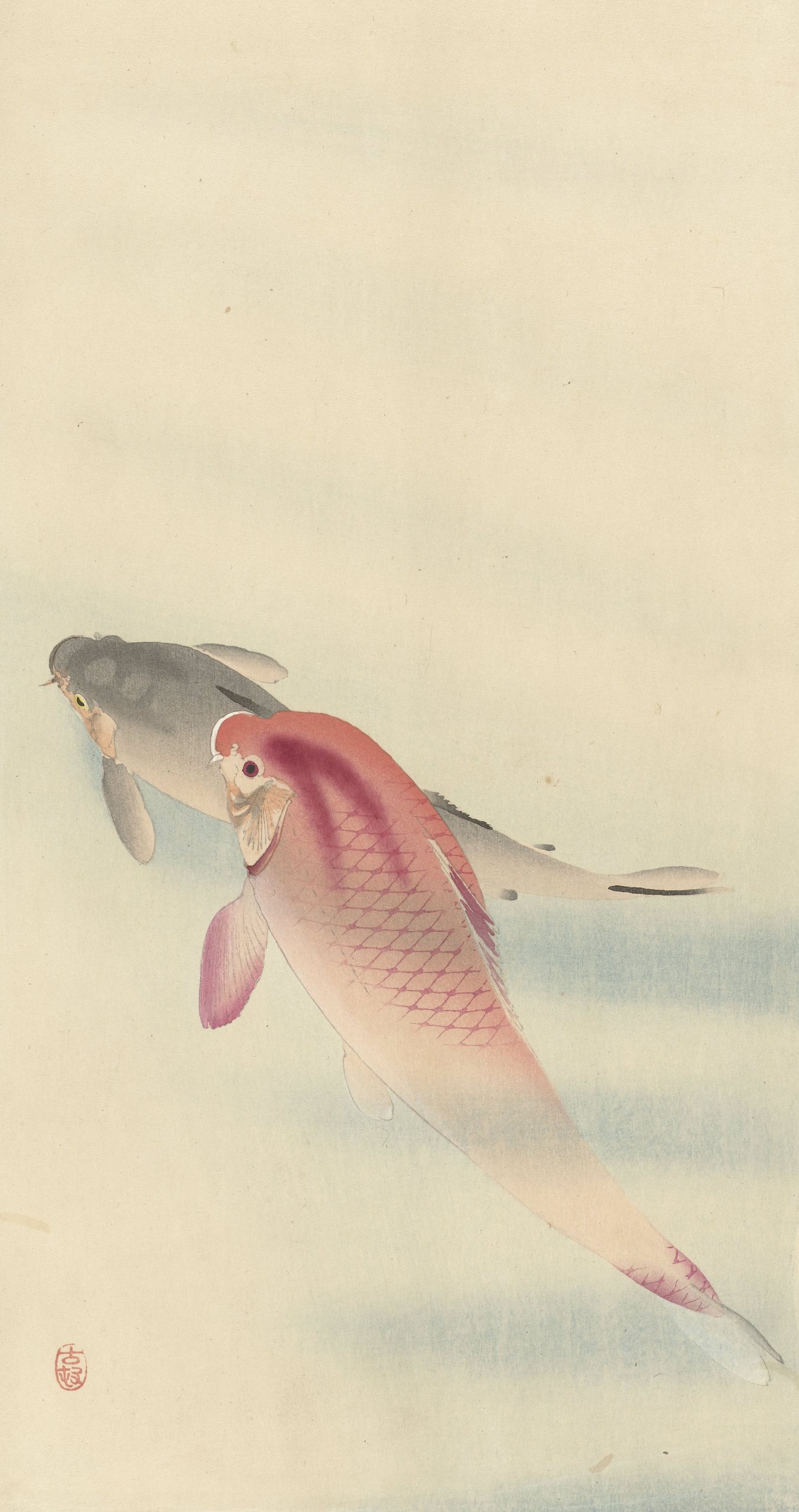 《两条鲤鱼》（Two carp）｜小原古邨 Ohara Koson｜1900-1930