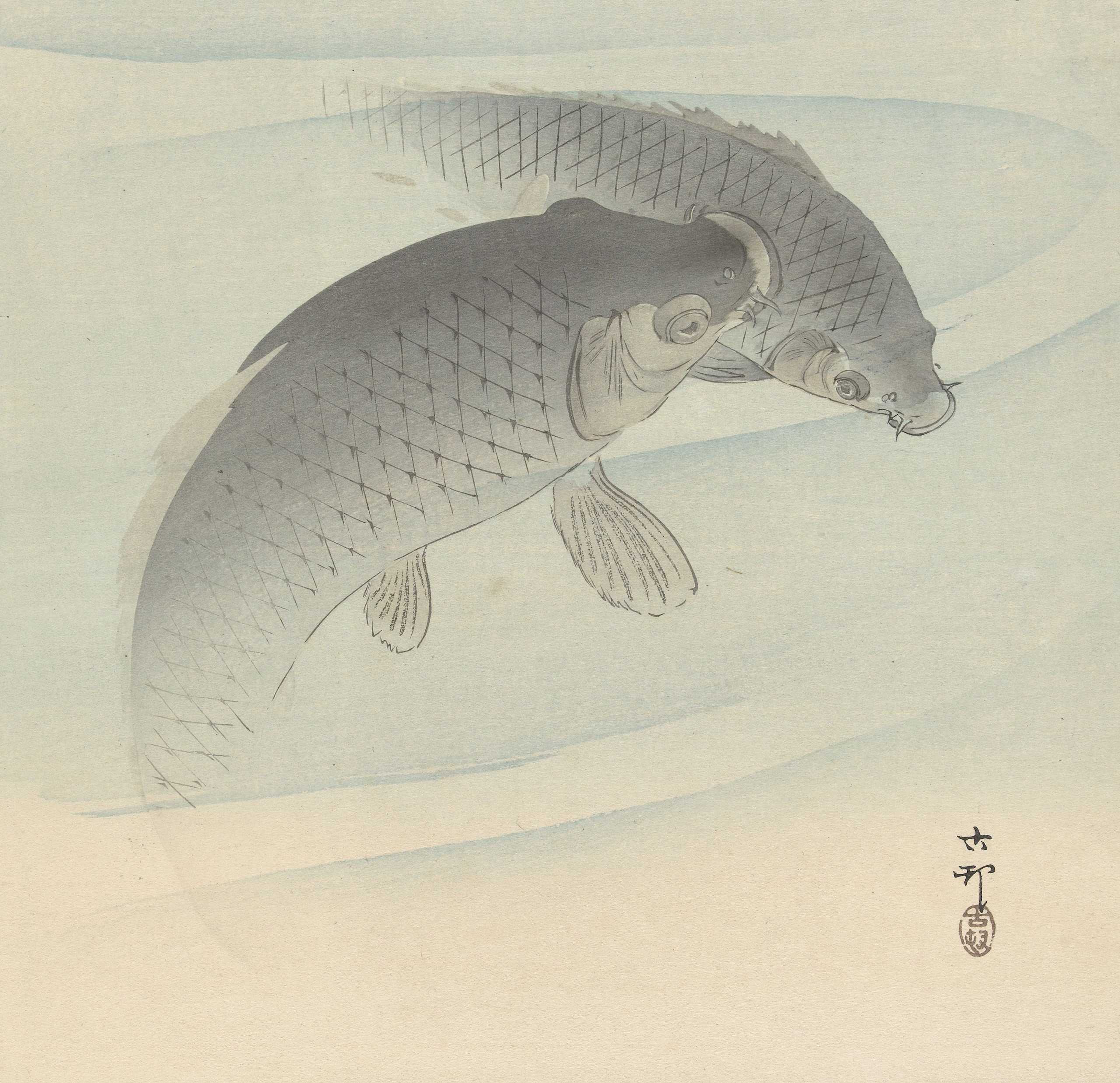 《两条鲤鱼》（Two carps）｜小原古邨 Ohara Koson｜1900-1910