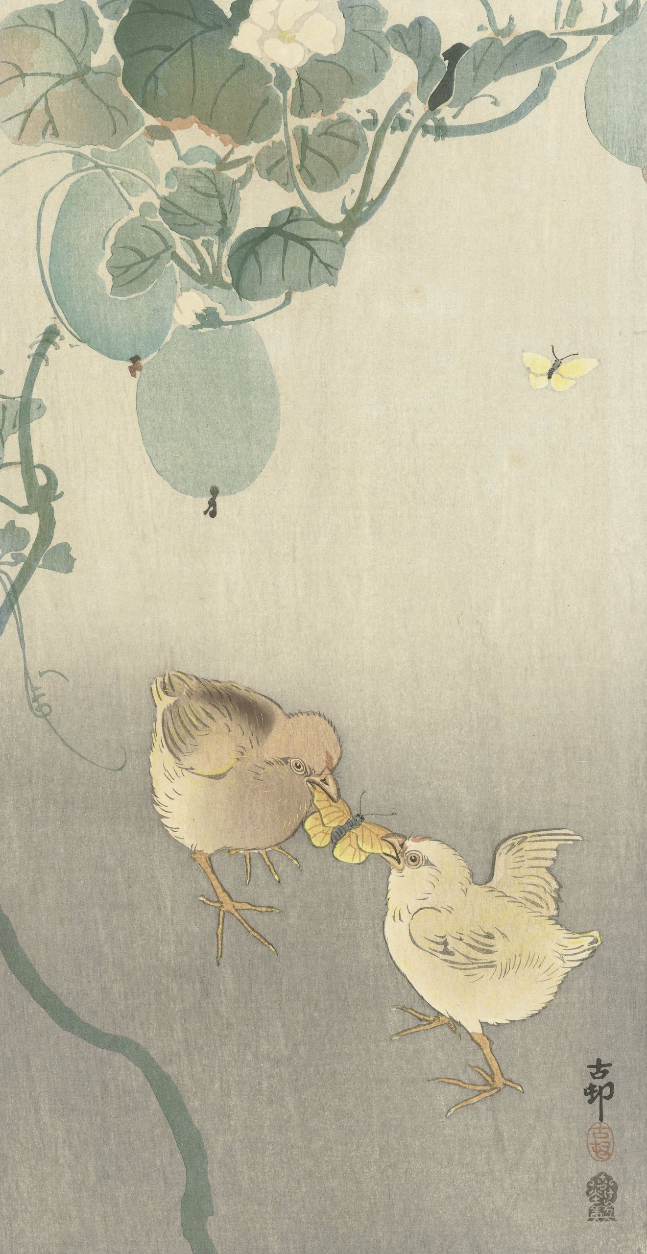 《两只小鸡争夺蝴蝶》（Two chicks fighting for butterfly）｜小原古邨 Ohara Koson｜1900-1910