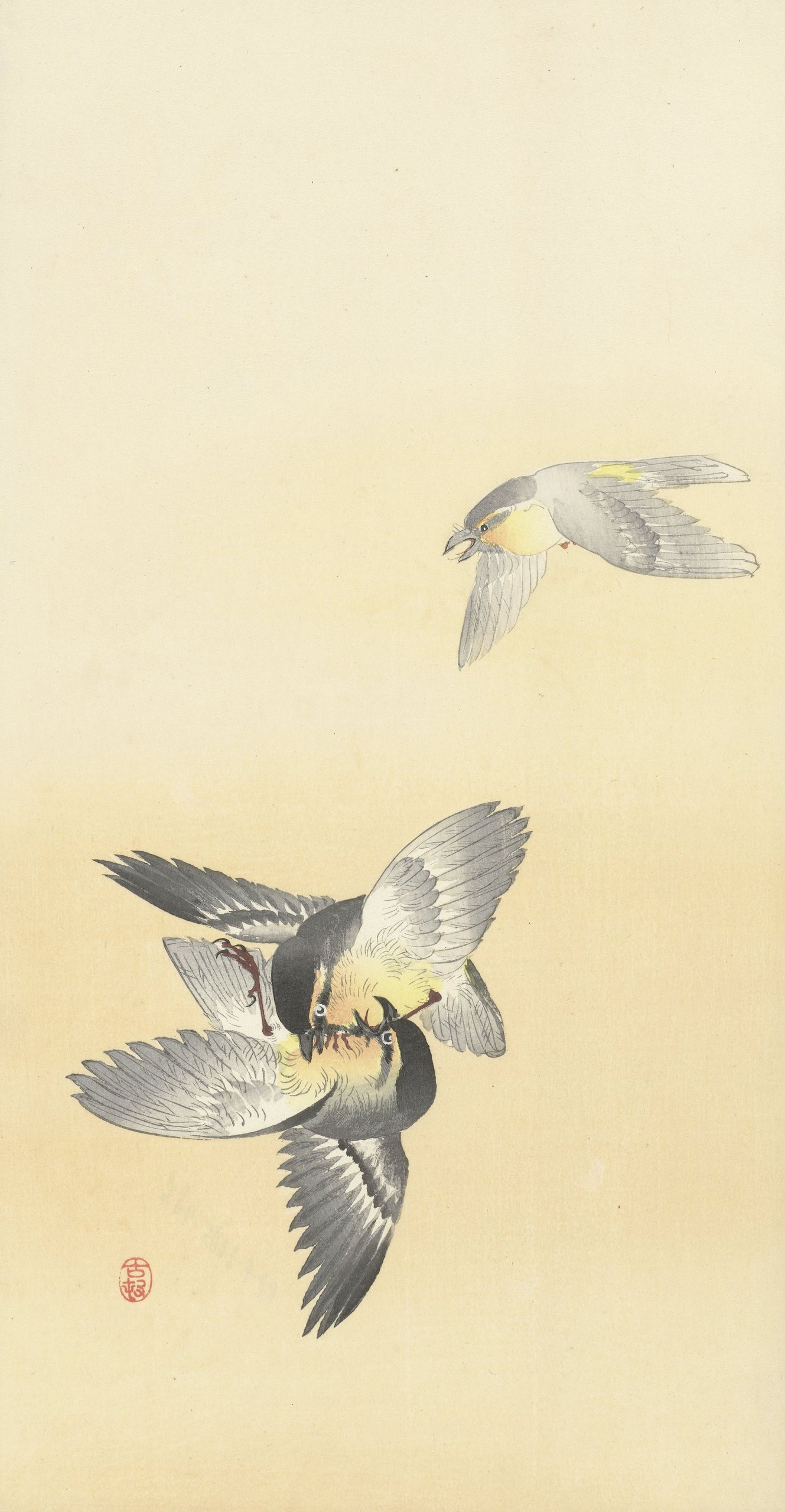《两只打架的鸟》（Two fighting birds）｜小原古邨 Ohara Koson｜1900-1936