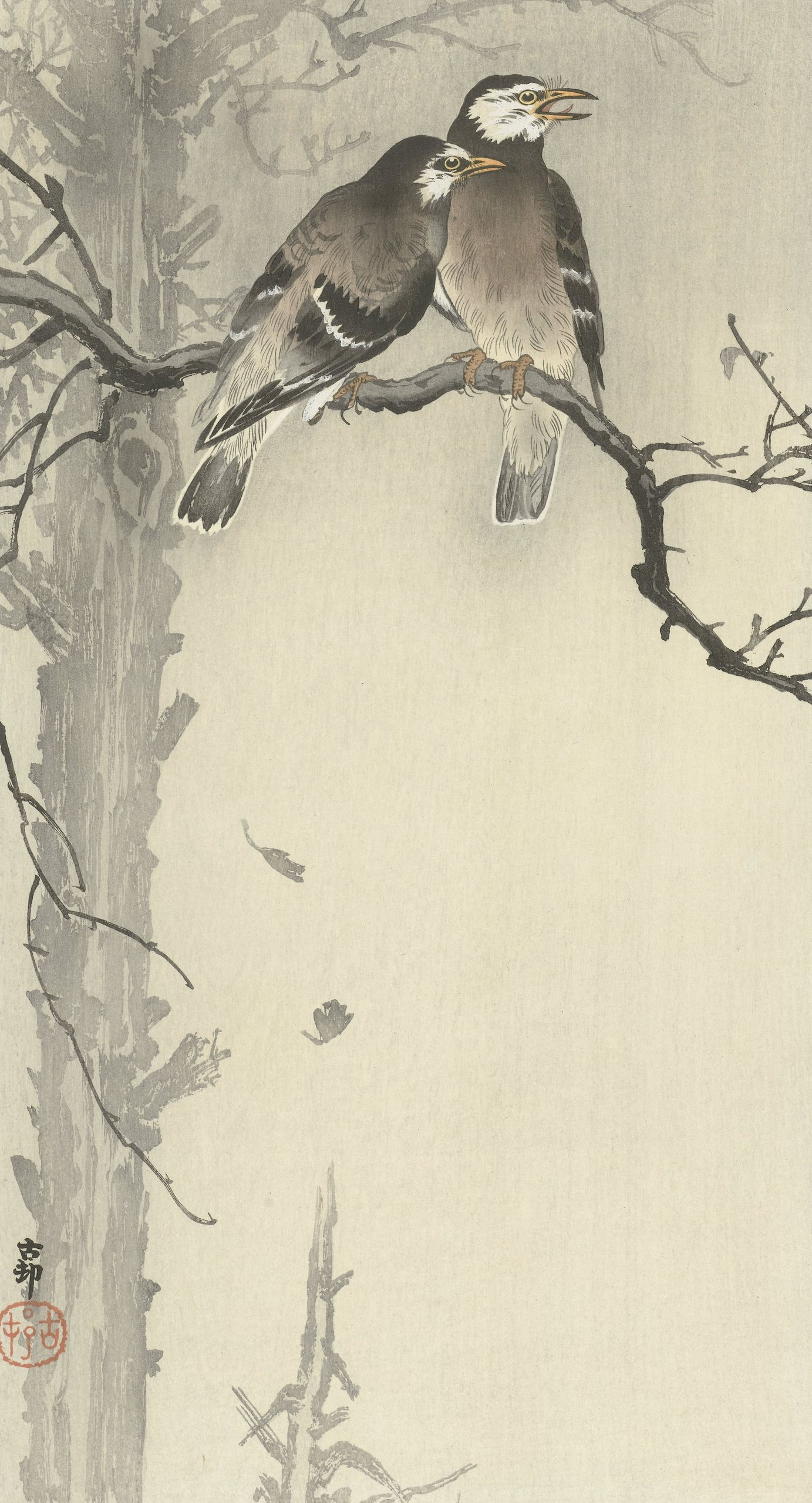 《两只灰色椋鸟》（Two gray starlings）｜小原古邨 Ohara Koson｜1900-1936