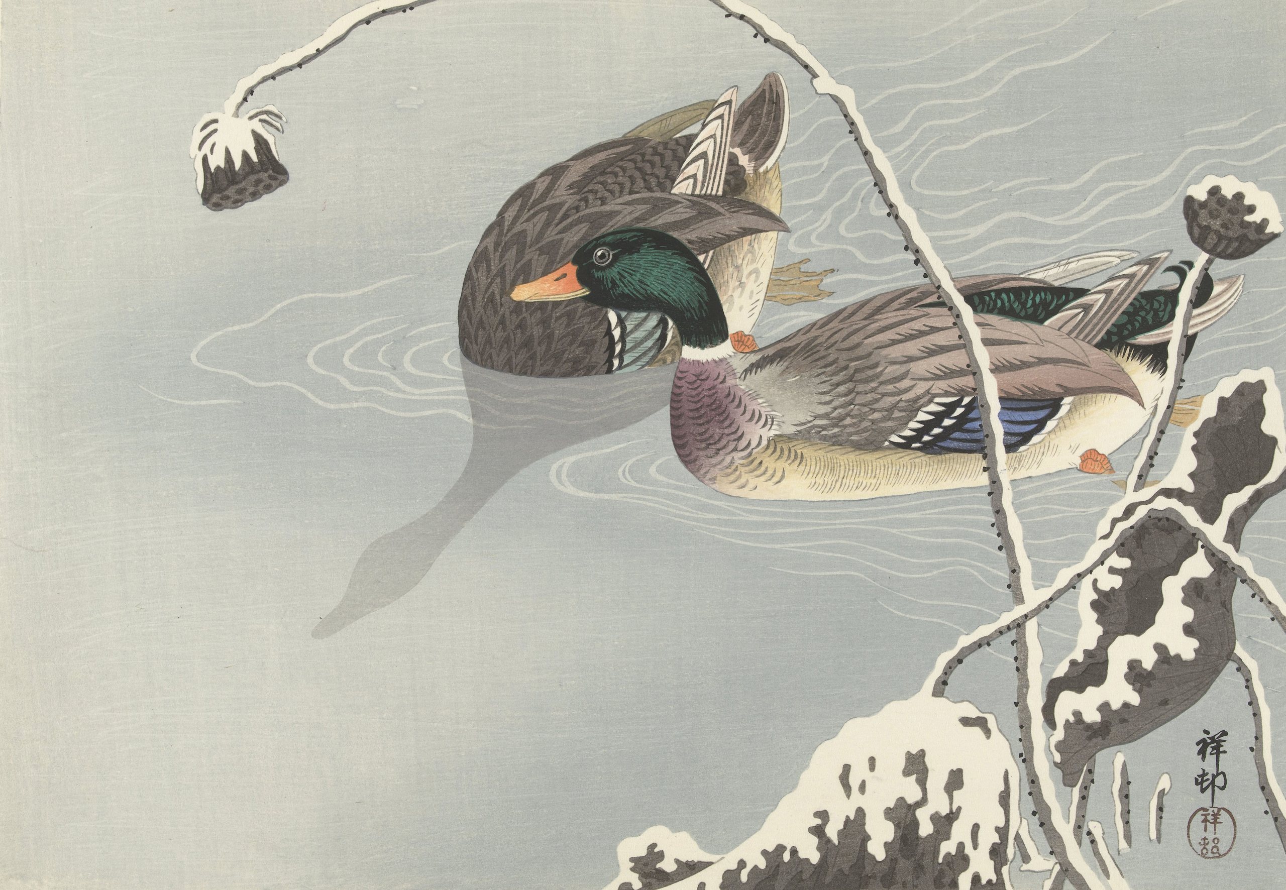 两只野鸭靠近雪覆盖的莲花，