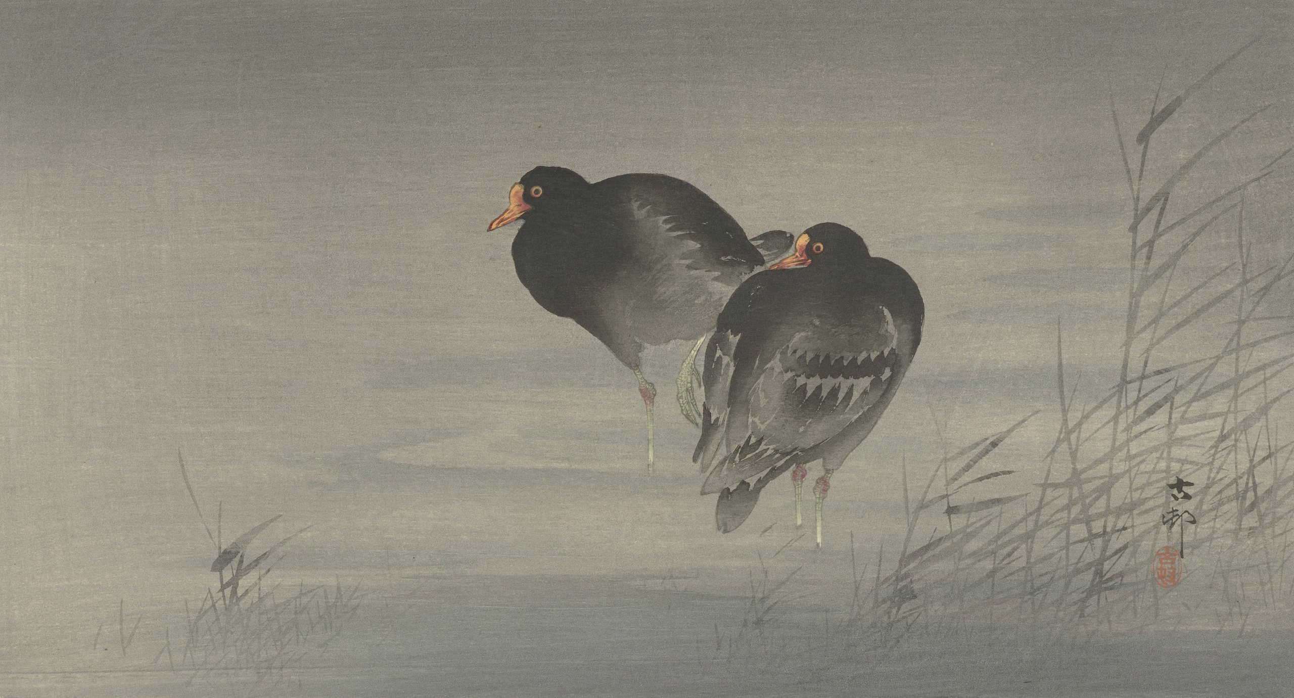 《两只黑水鸡》（Two moorhens）｜小原古邨 Ohara Koson｜1900-1930
