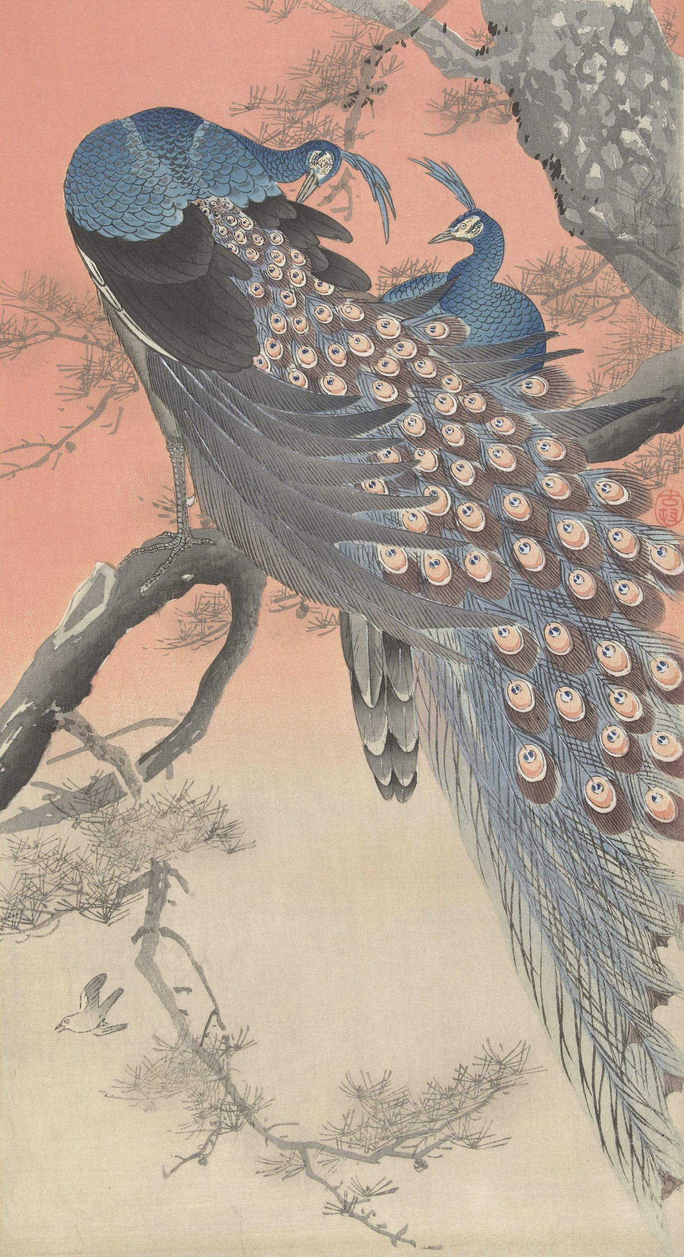 《树枝上的两只孔雀》（Two peacocks on tree branch）｜小原古邨 Ohara Koson｜1900-1930