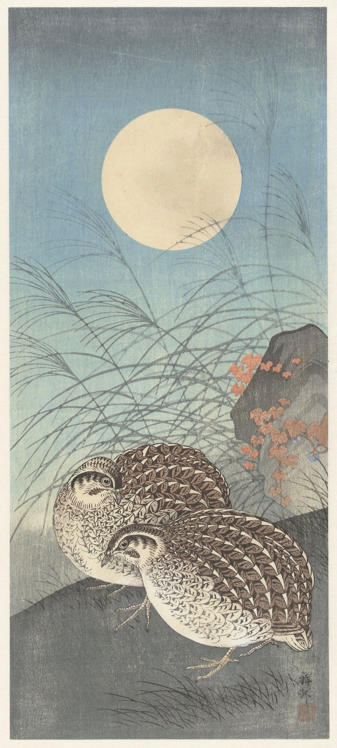 《满月时两只鹌鹑》（Two quail at full moon）｜小原古邨 Ohara Koson｜1900-1936