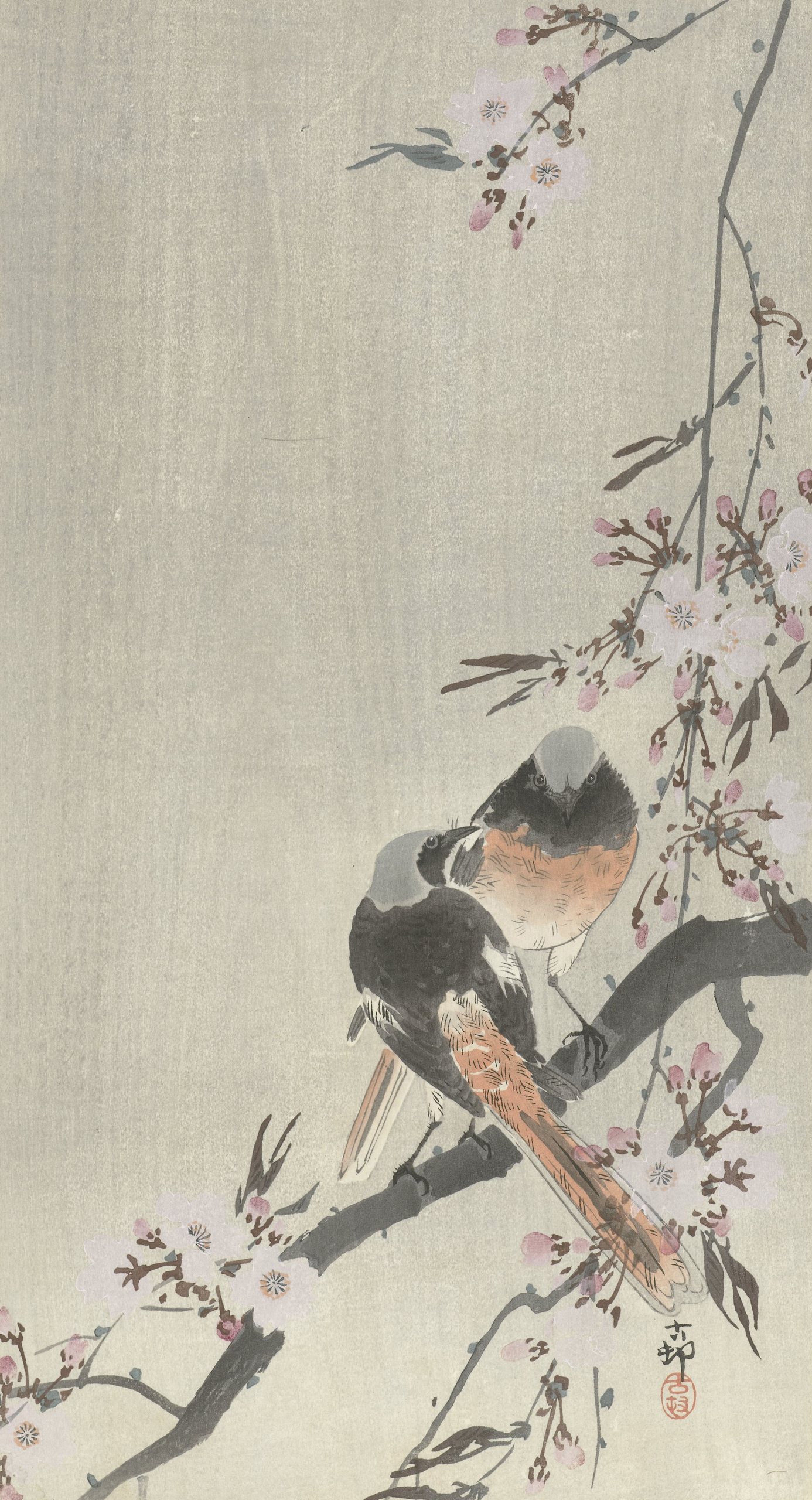 《两只被围困的红尾鲶与樱花》（Two siegeled redtails with cherry blossom）｜小原古邨 Ohara Koson｜1900-1936
