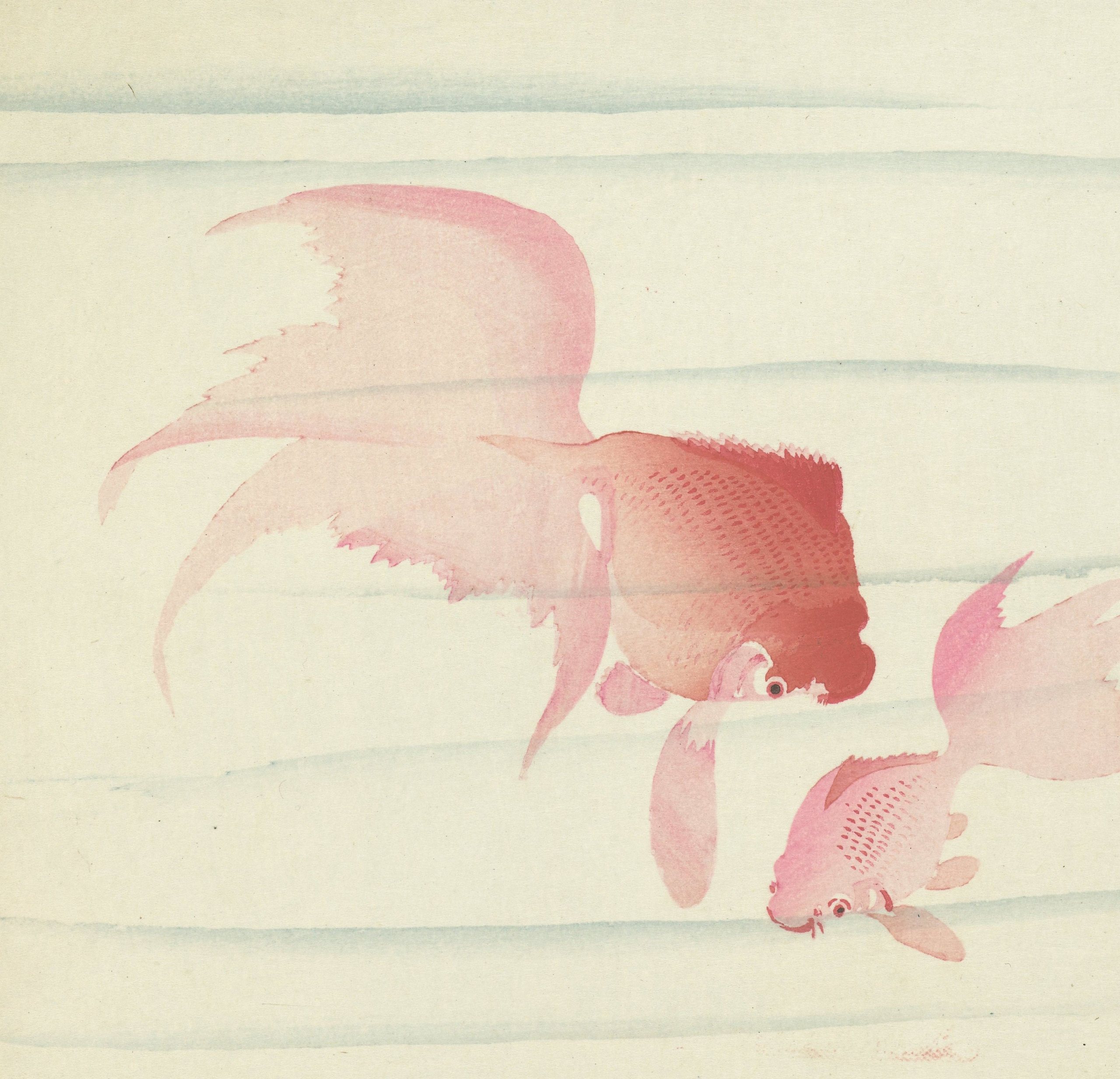 《两条纱尾》（Two veil tails）｜小原古邨 Ohara Koson｜1900-1936