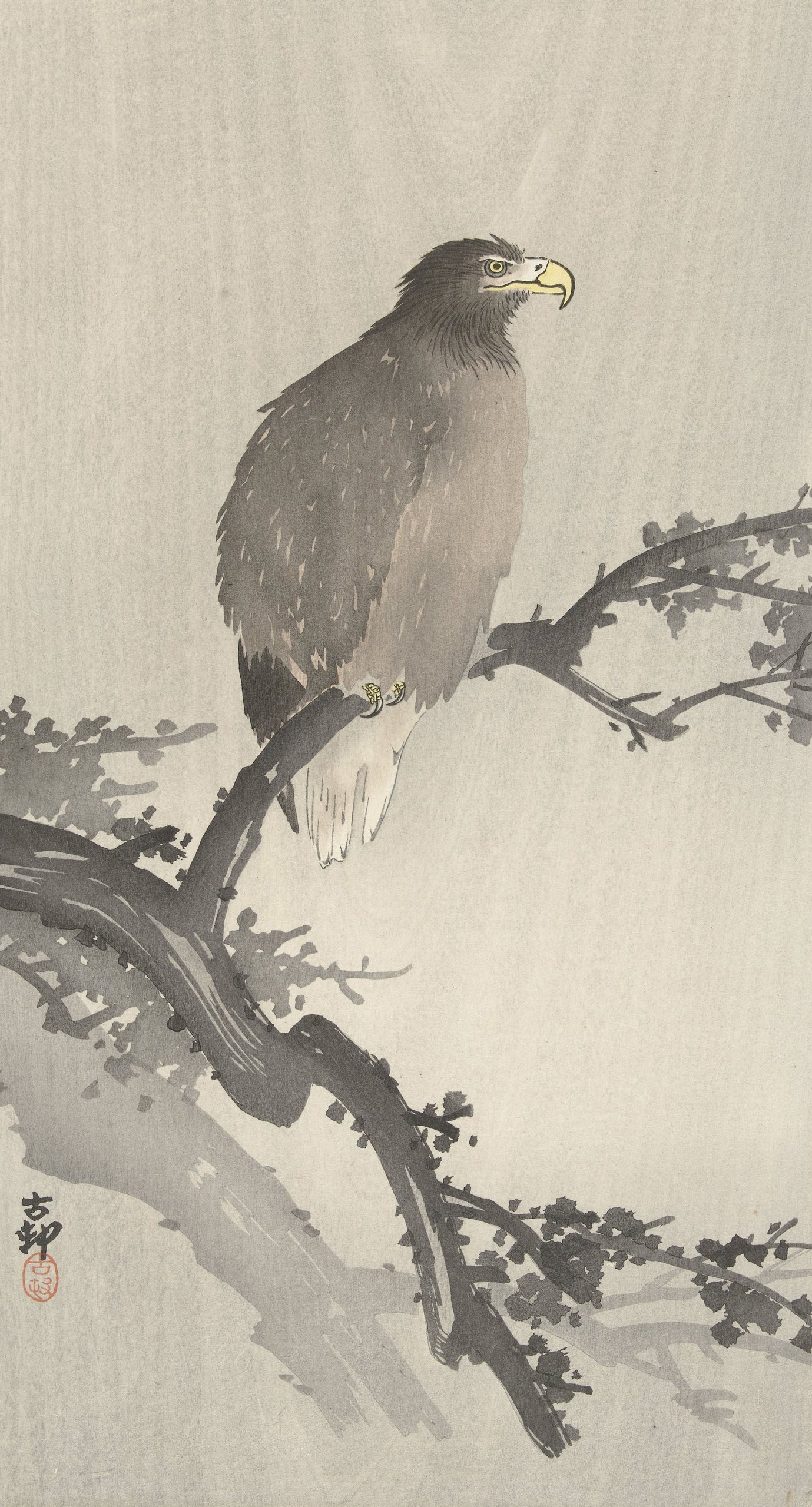 《树枝上的白尾鹰》（White-tailed eagle on branch）｜小原古邨 Ohara Koson｜1900-1930