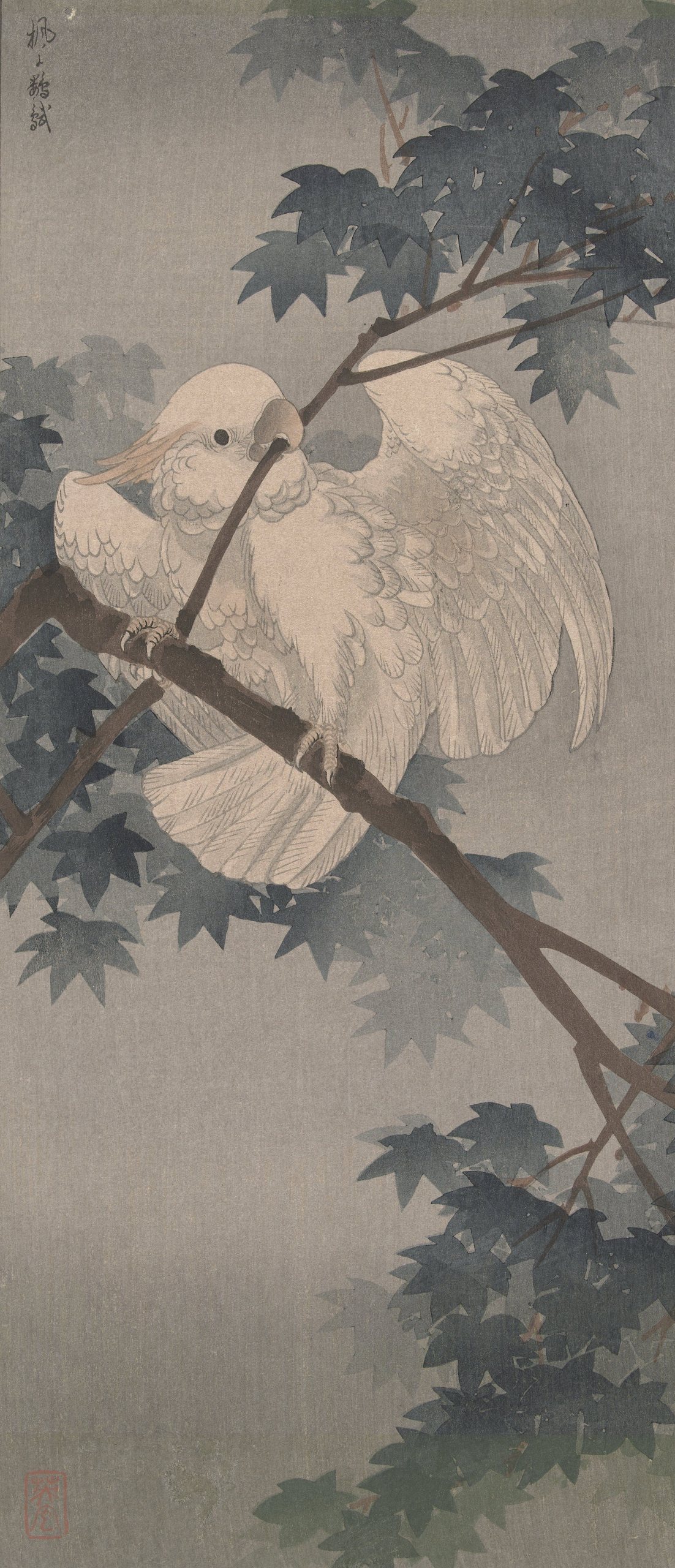 《树上的黄色凤头鹦鹉》（Yellow crested cockatoo in tree）｜小原古邨 Ohara Koson｜1900-1940