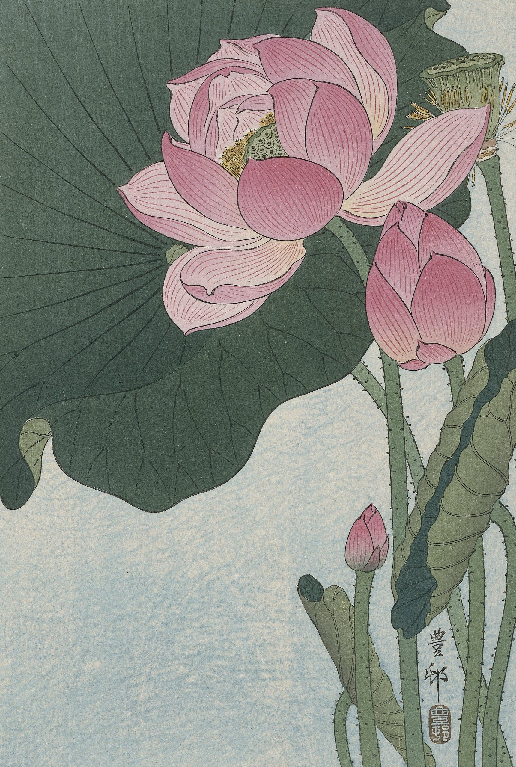《盛开的莲花》（Blooming lotus flowers）｜小原古邨 Ohara Koson｜1920-1930