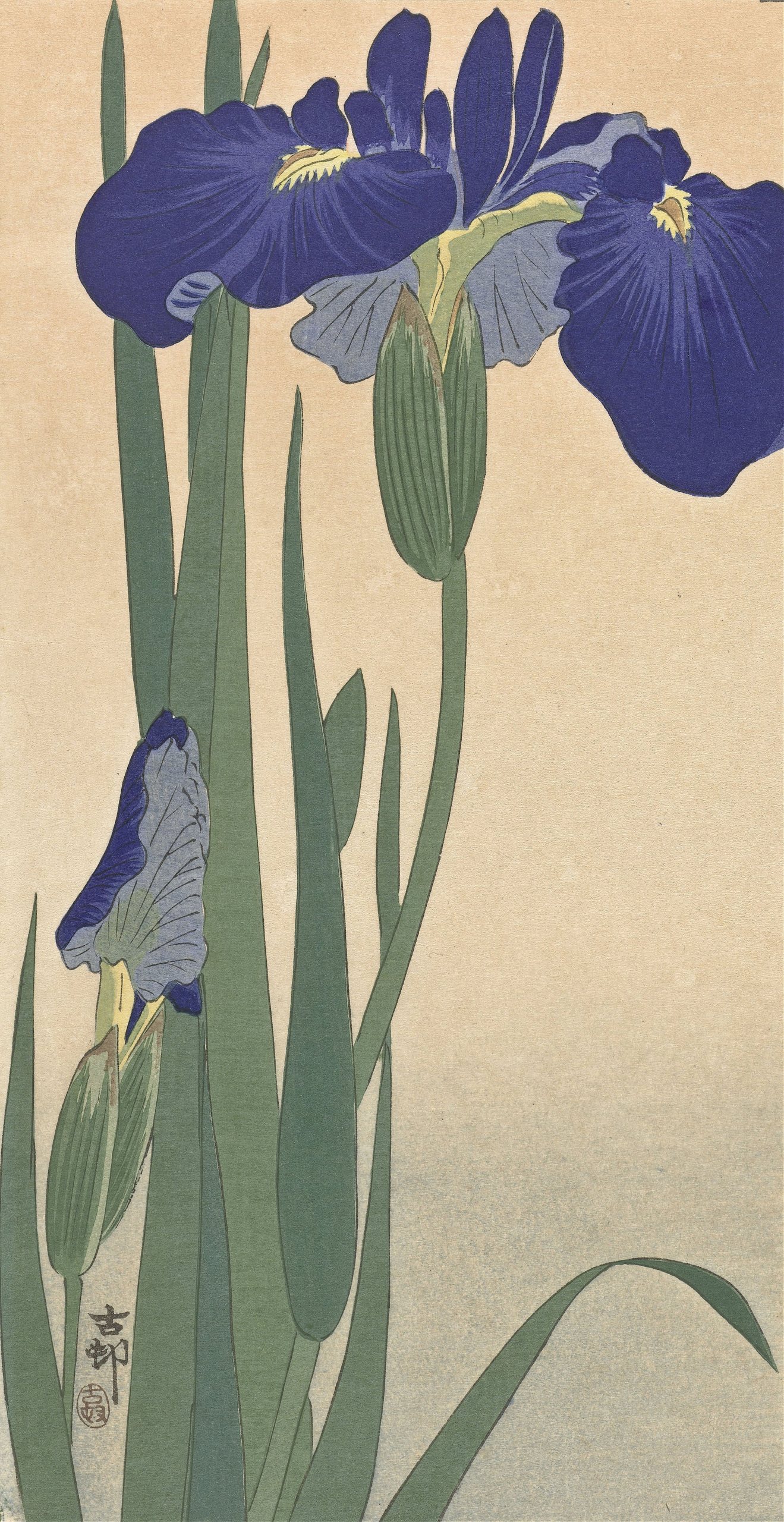 蓝色鸢尾花