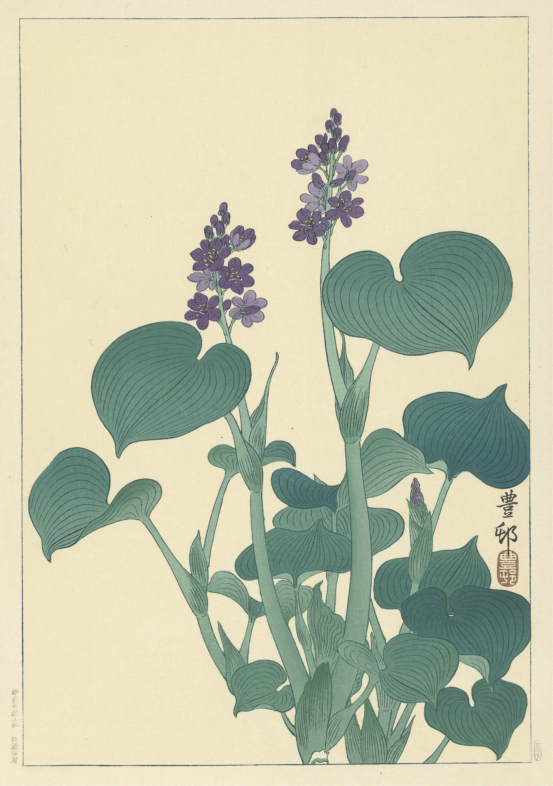 《开花的玉簪》（Flowering hosta）｜小原古邨 Ohara Koson｜1900-1930