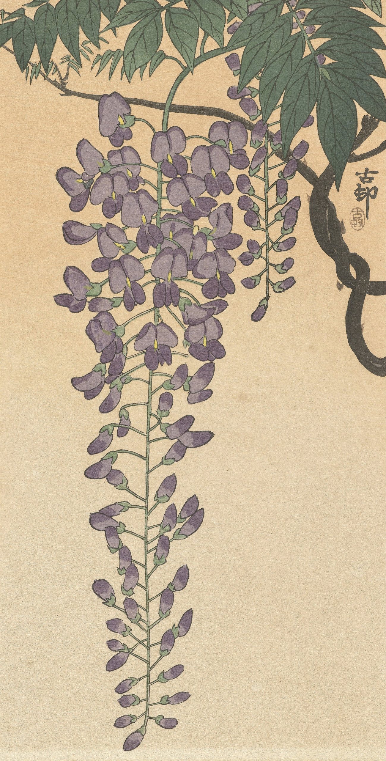 《开花的紫藤》（Flowering wisteria）｜小原古邨 Ohara Koson｜不明