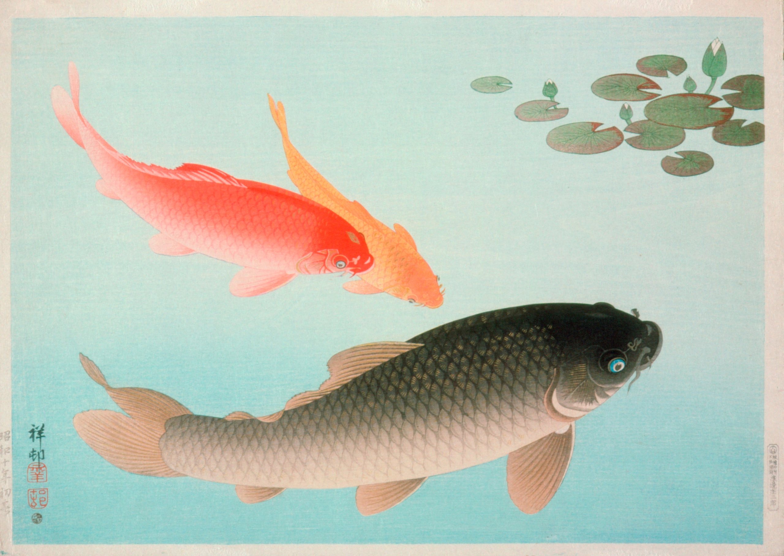 《鲤鱼和金鲤》（Common And Golden Carp）｜小原古邨 Ohara Koson｜1935