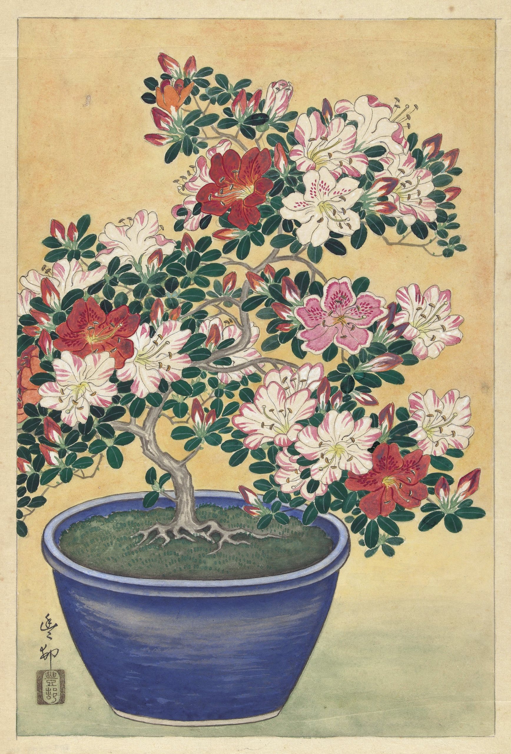 蓝盆杜鹃花