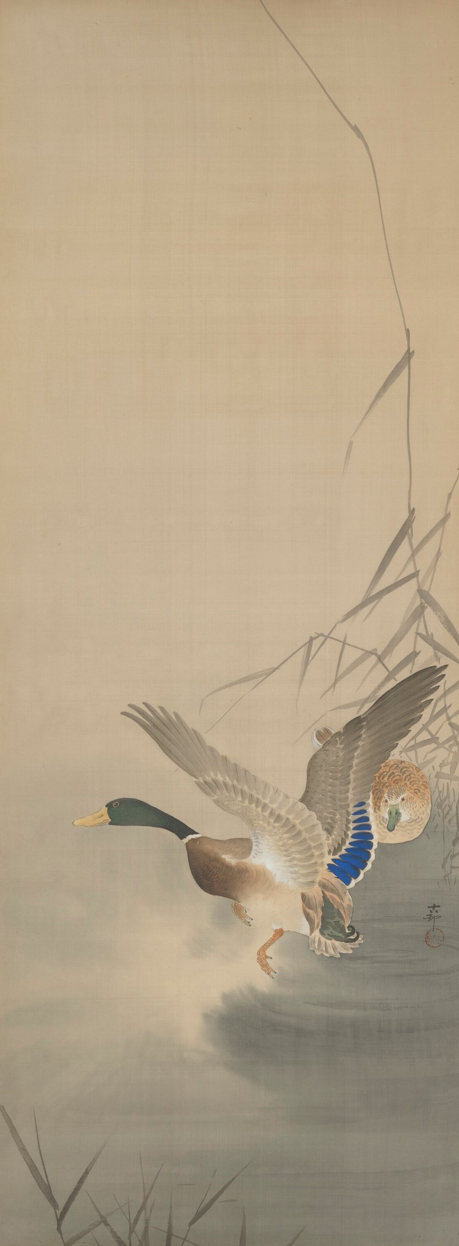 水上鸳鸯