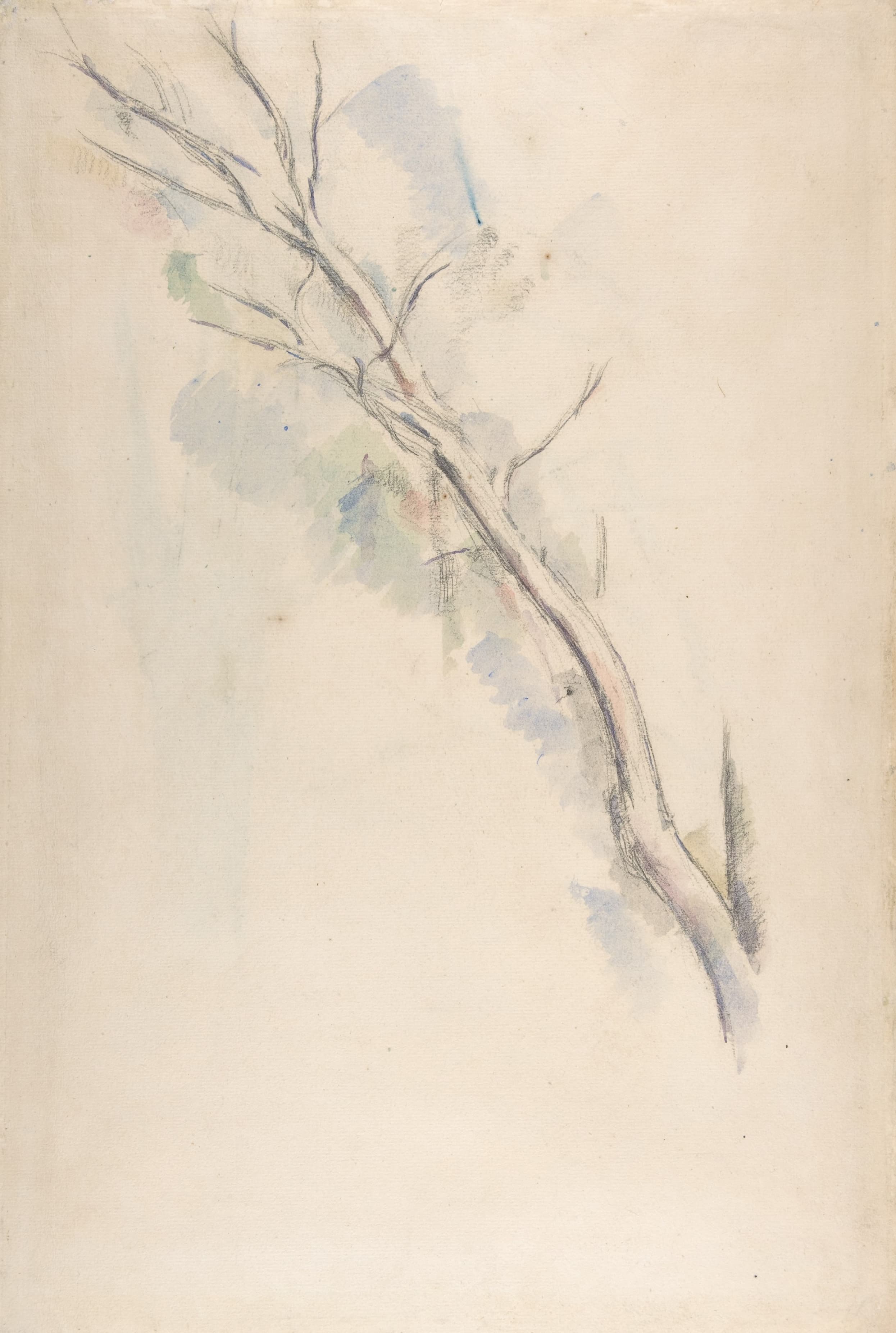 《对一棵树的研究》（study of a tree）｜保罗·塞尚 Paul Cézanne｜1887–1890
