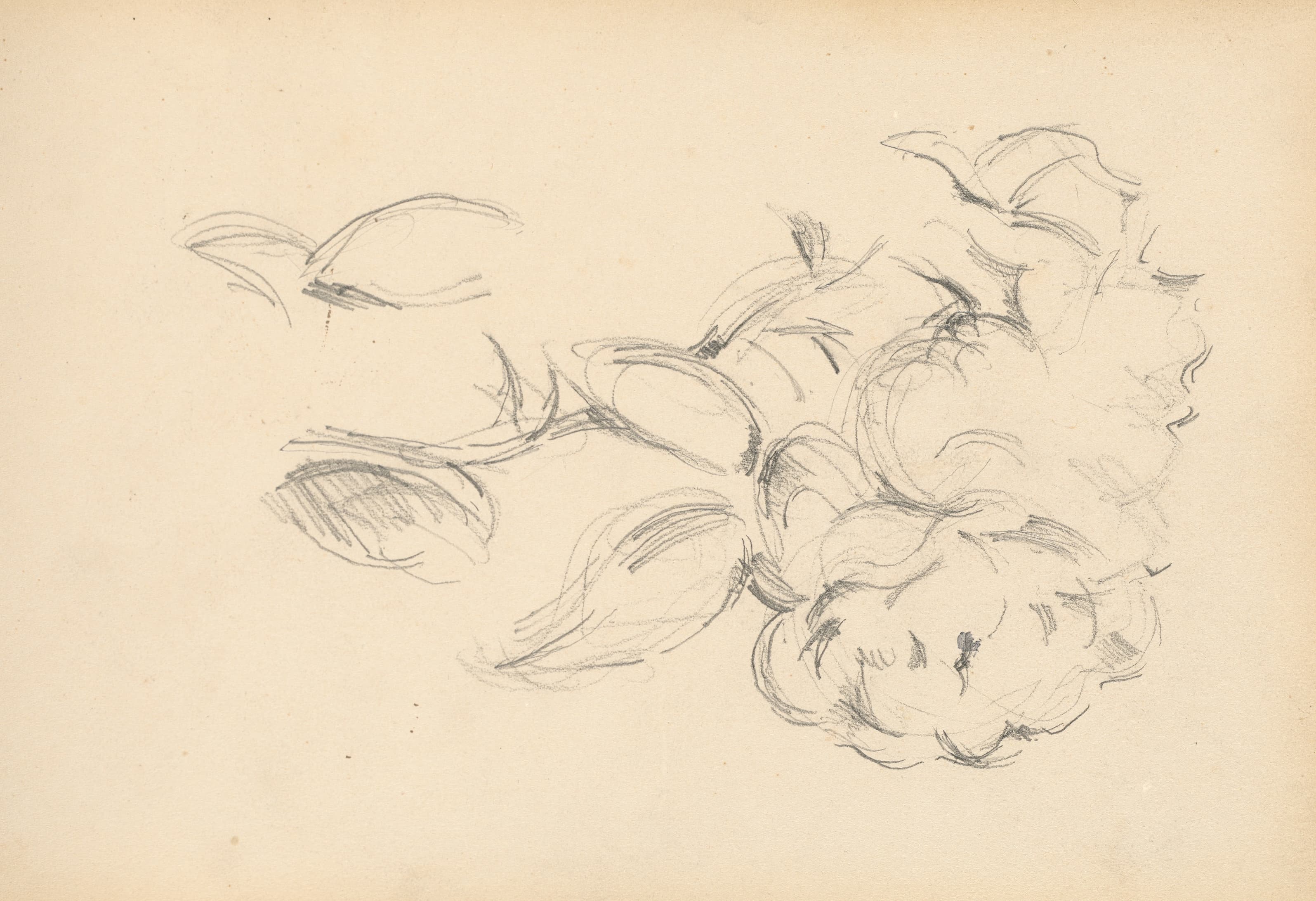 《牡丹》（peonies）｜保罗·塞尚 Paul Cézanne｜1890–1893