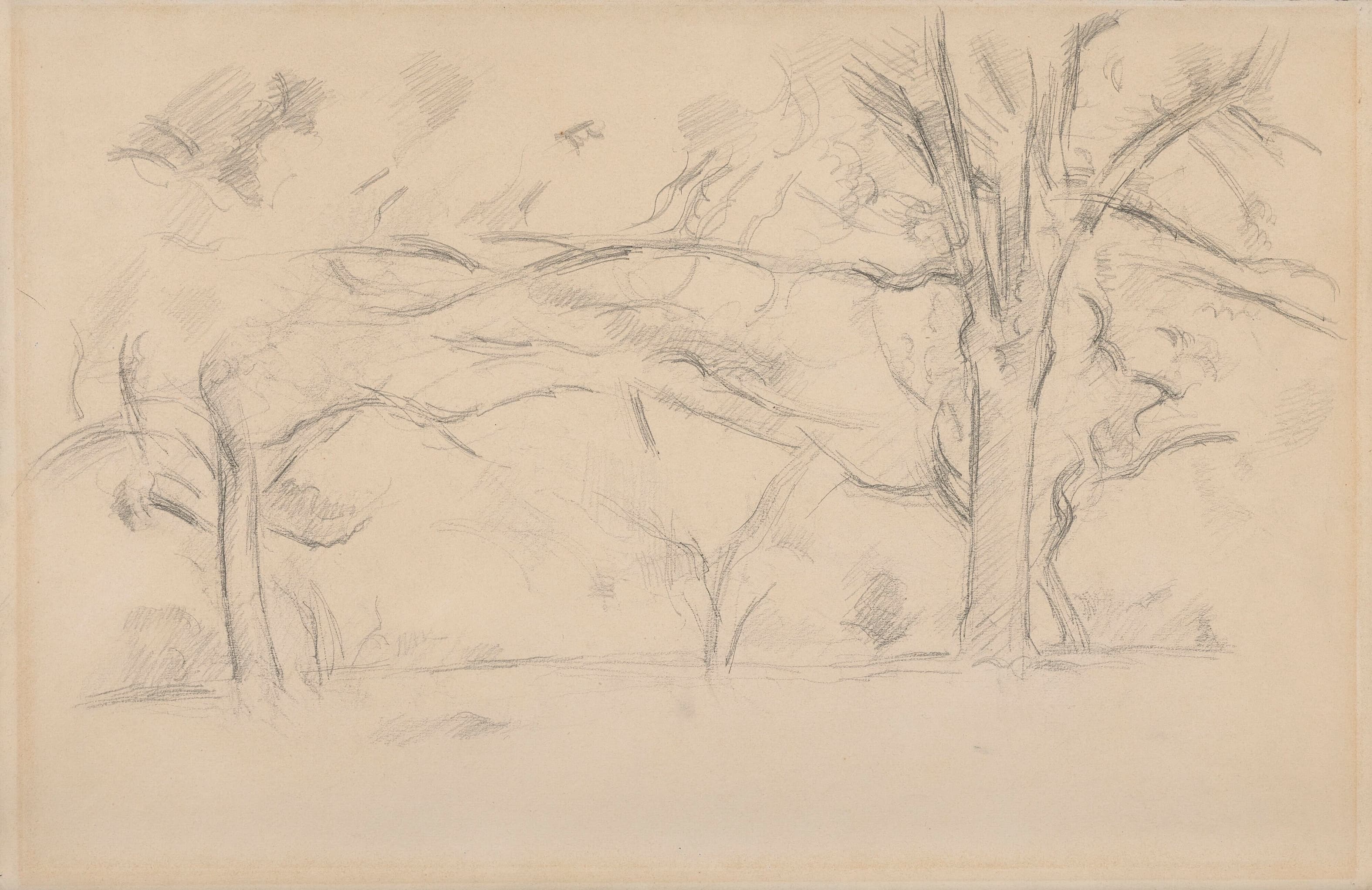 《树》（trees）｜保罗·塞尚 Paul Cézanne｜1892–1895