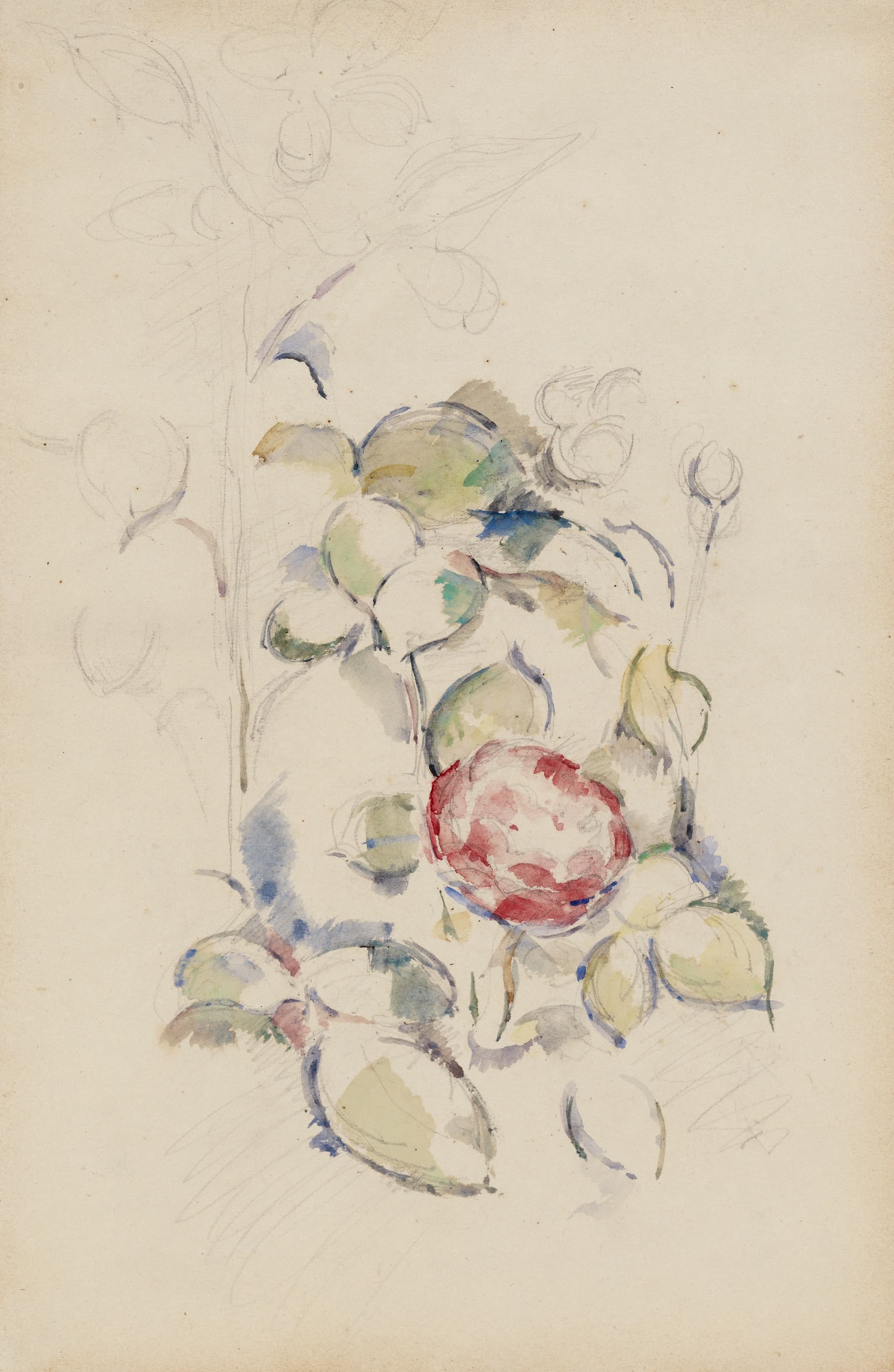 《花朵》（flowers）｜保罗·塞尚 Paul Cézanne｜不明