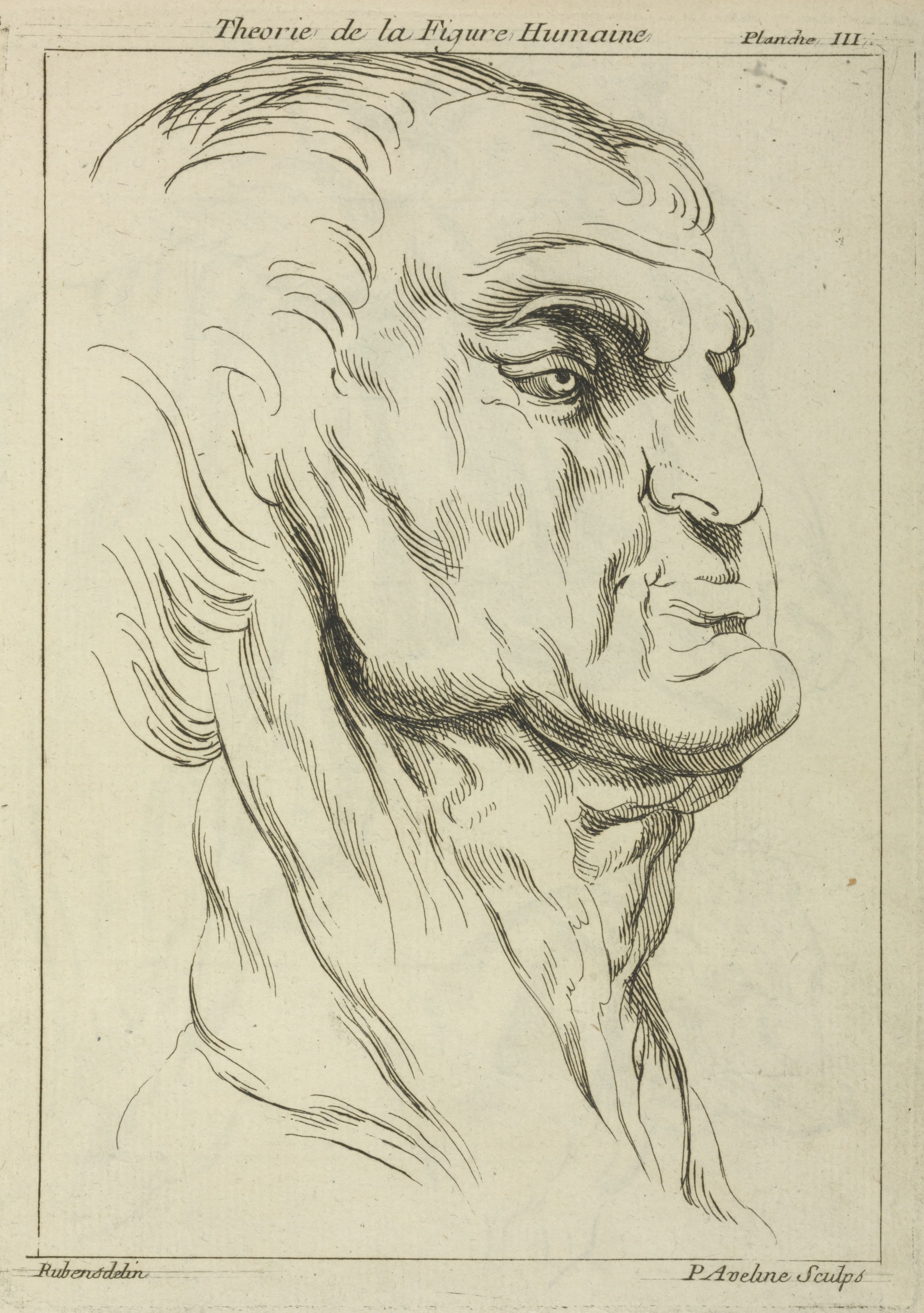 《一个男人的头》（Head of a man）｜彼得·保罗·鲁本斯 Peter Paul Rubens｜不明