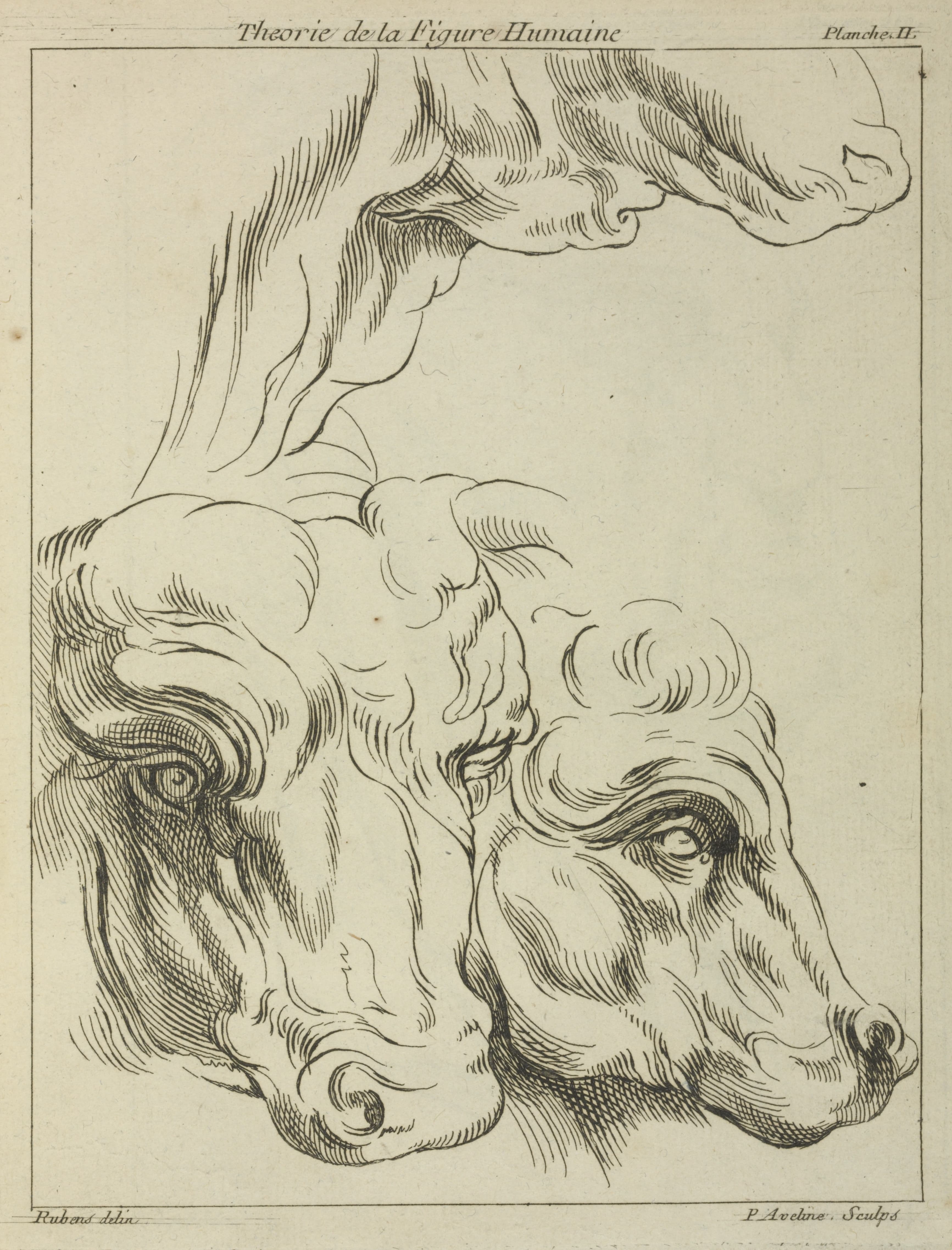《两只牛的头和脖子；第三个的颈部部分》（Heads and necks of two bovines; portion of neck of a third）｜彼得·保罗·鲁本斯 Peter Paul Rubens｜不明