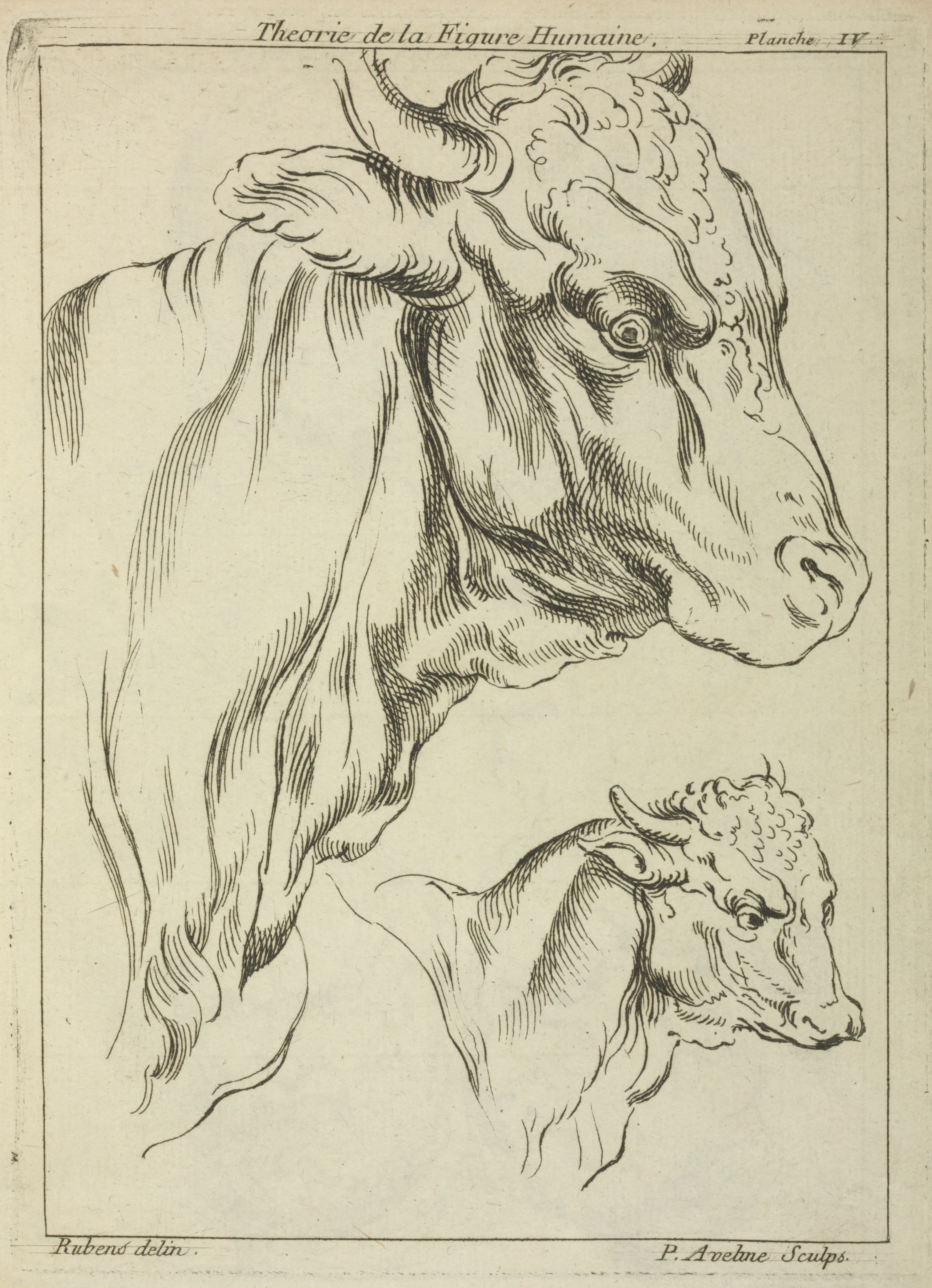 《两只公牛的头和脖子的侧面》（Heads and necks of two bulls in profile）｜彼得·保罗·鲁本斯 Peter Paul Rubens｜不明