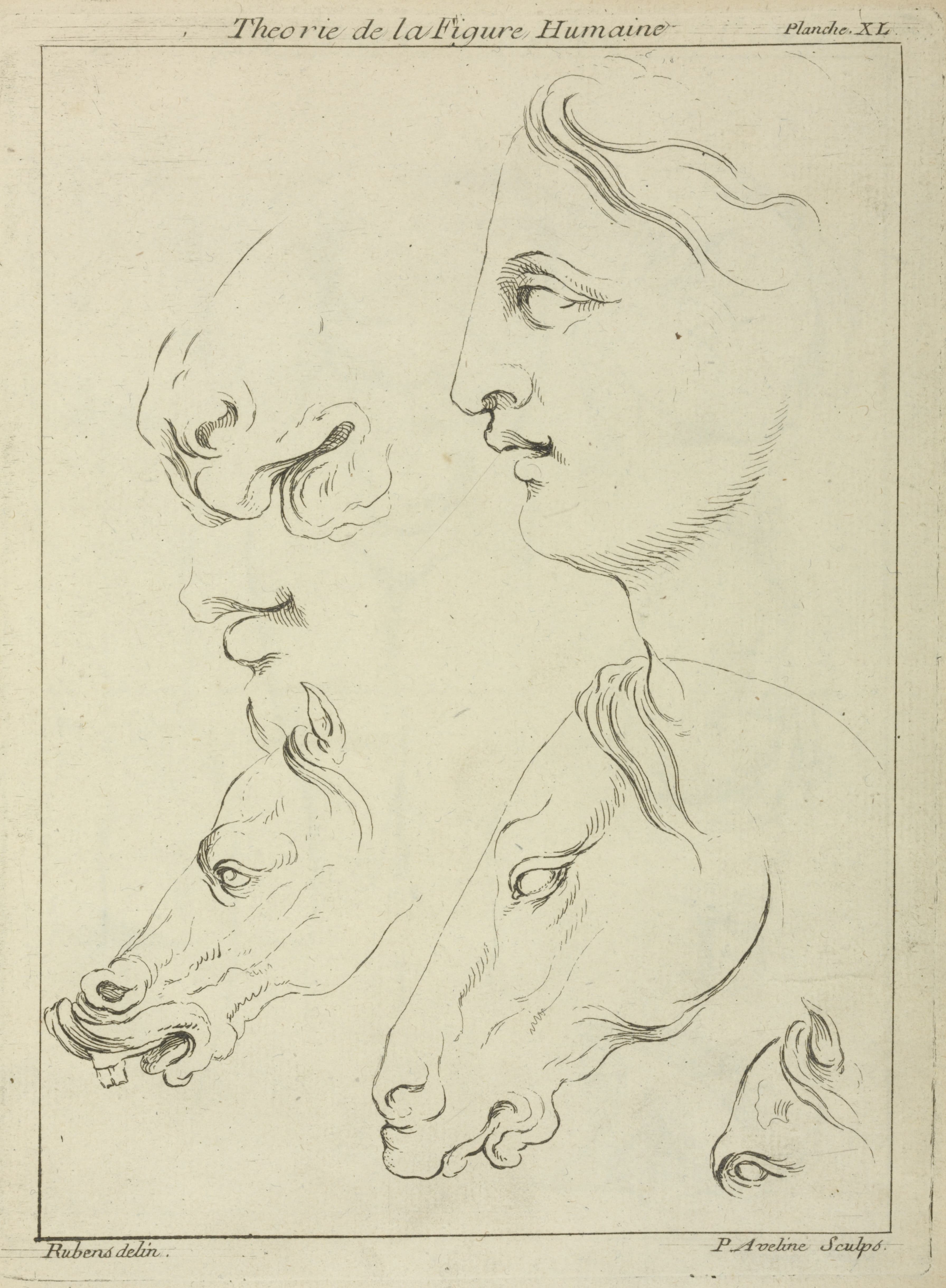 《马头和人头的侧面，有马眼和鼻子的细节》（Horses' heads and human head in profile, with detail of horse's eye and nose）｜彼得·保罗·鲁本斯 Peter Paul Rubens｜不明