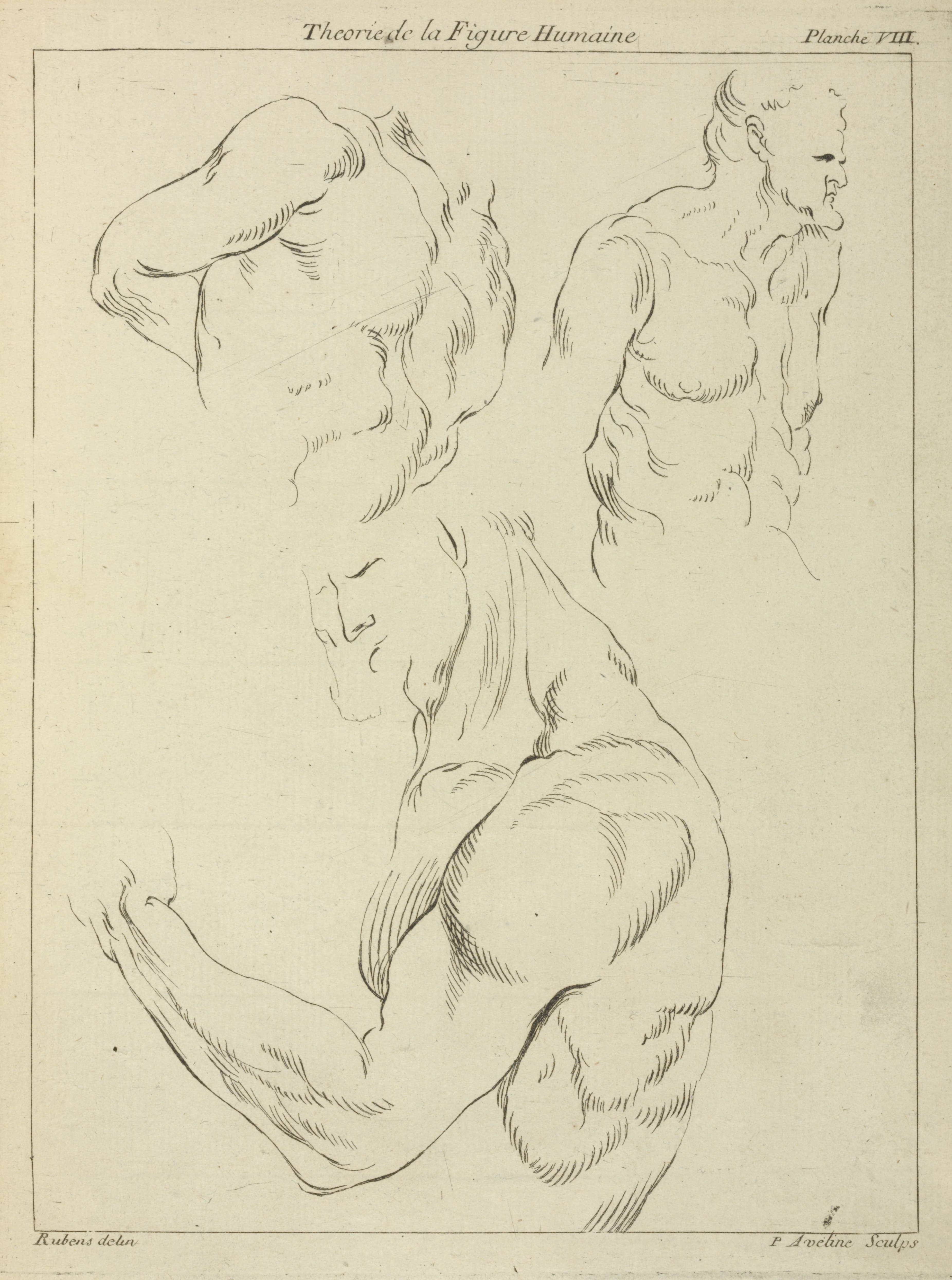 《对男性胸部、二头肌和肩膀的研究》（Studies of a man's chest, biceps, and shoulders）｜彼得·保罗·鲁本斯 Peter Paul Rubens｜不明