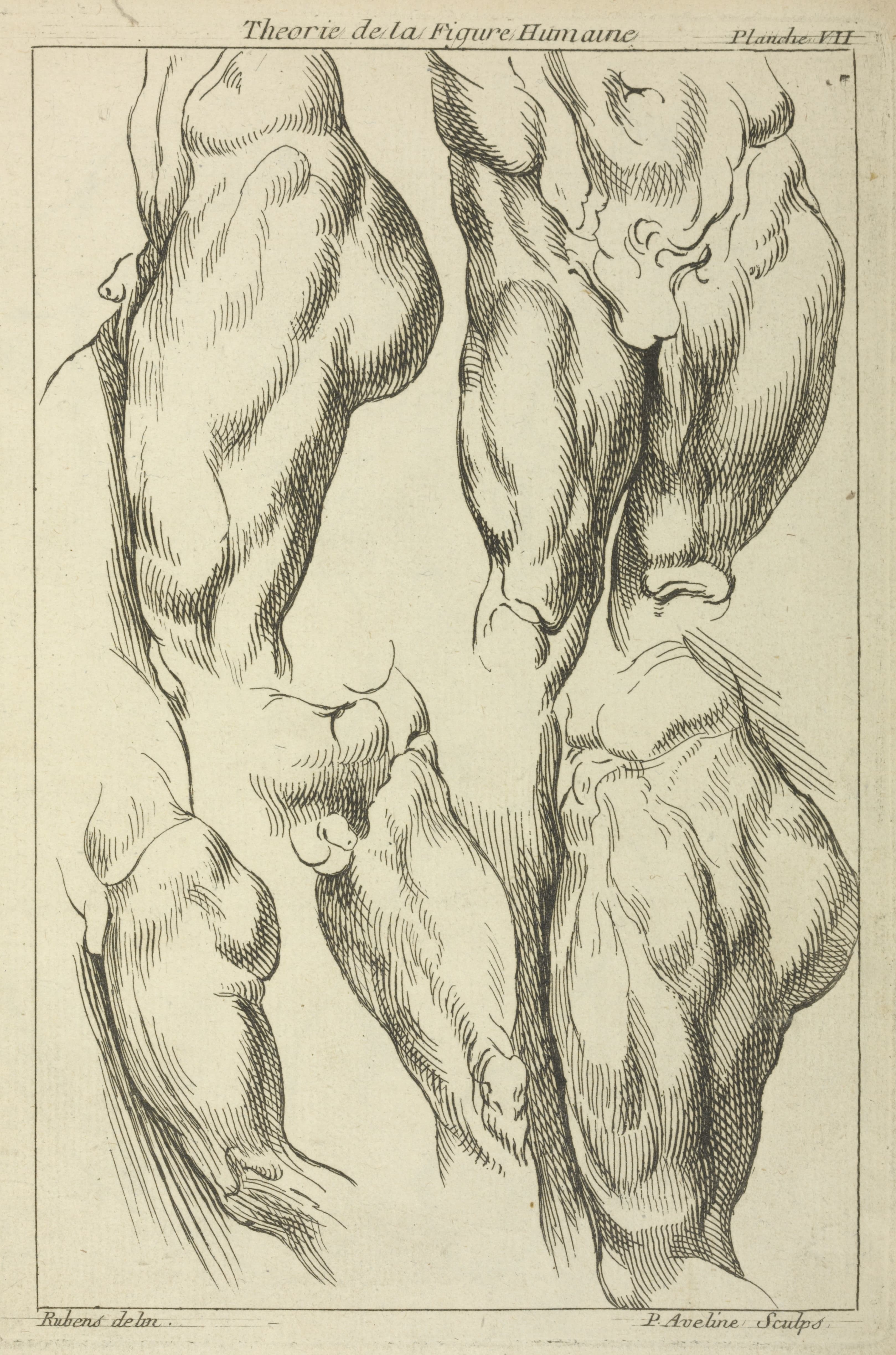 《男性腰部的研究》（Studies of male loins）｜彼得·保罗·鲁本斯 Peter Paul Rubens｜不明