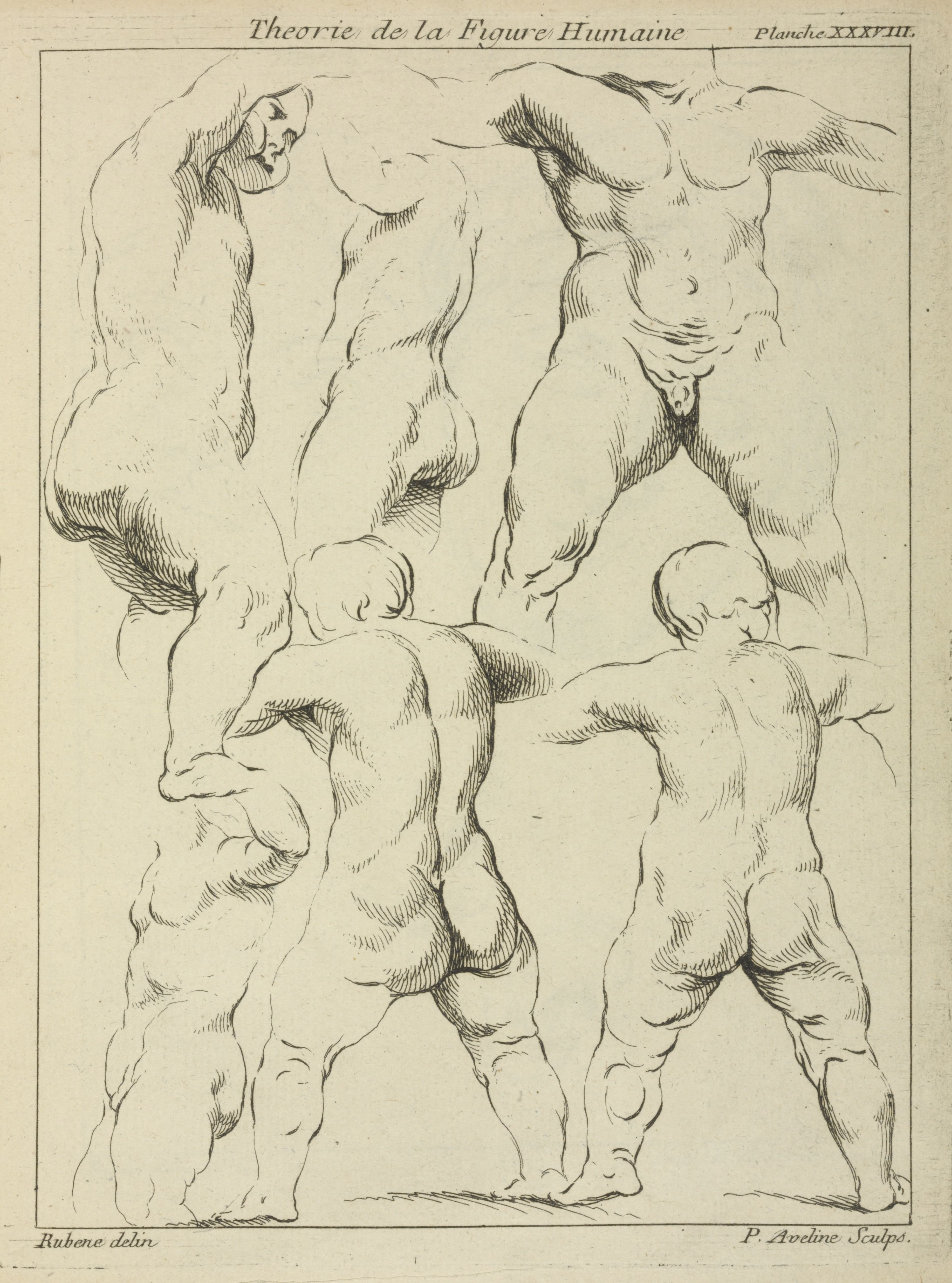 《男性躯干研究》（Studies of male torsos）｜彼得·保罗·鲁本斯 Peter Paul Rubens｜不明