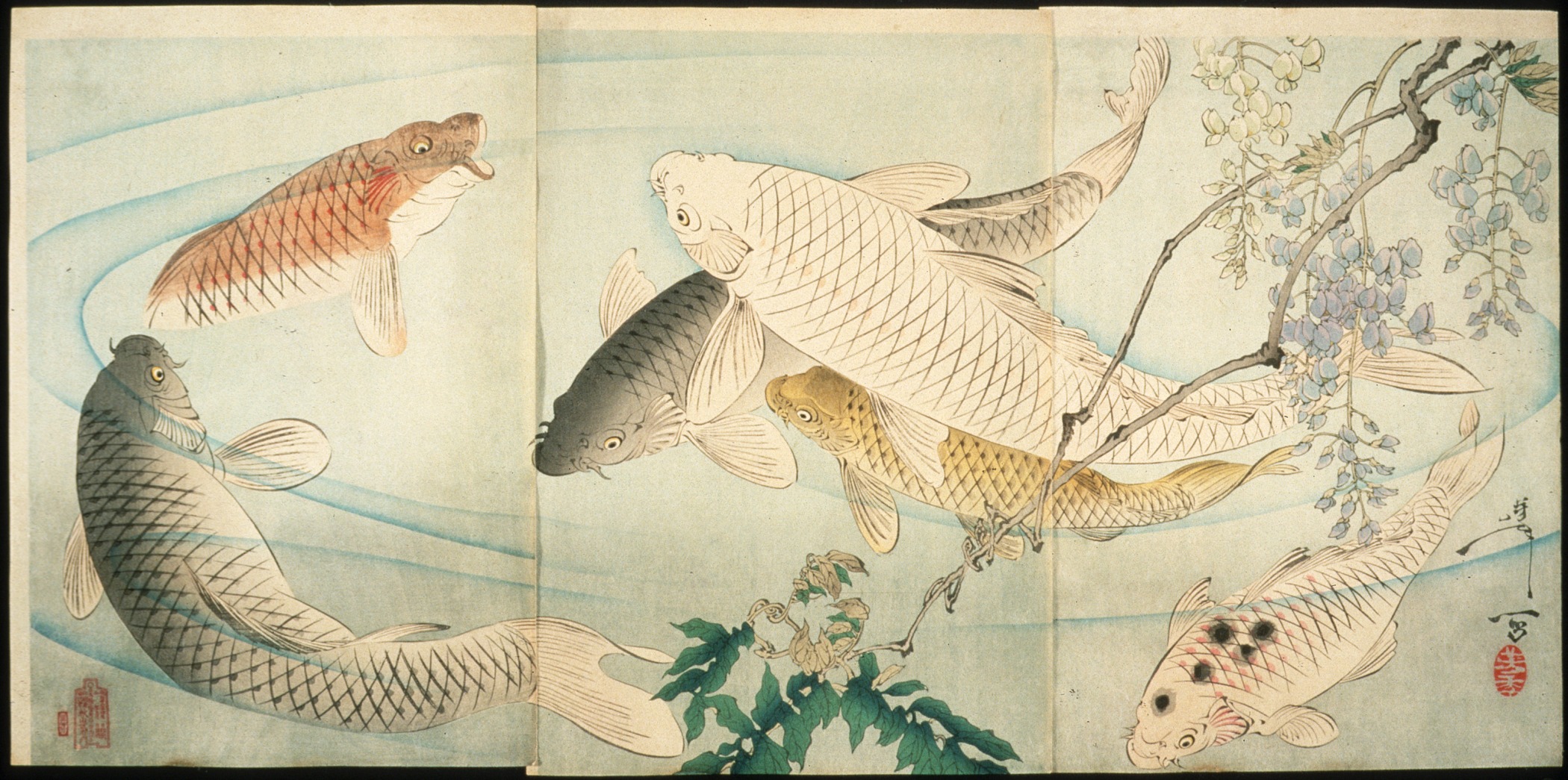 《鲤鱼与紫藤》（Carp with Wisteria）｜月冈芳年 Tsukioka Yoshitoshi｜不明