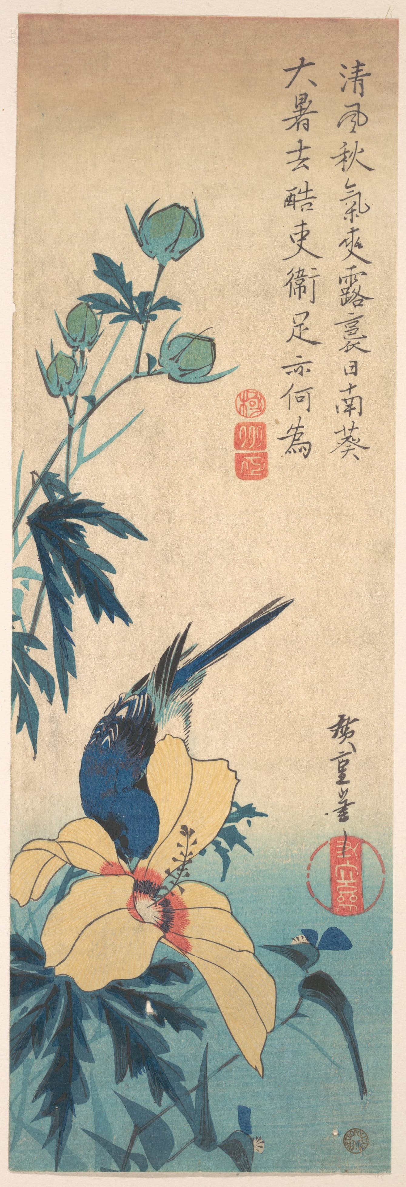 木槿与青鸟